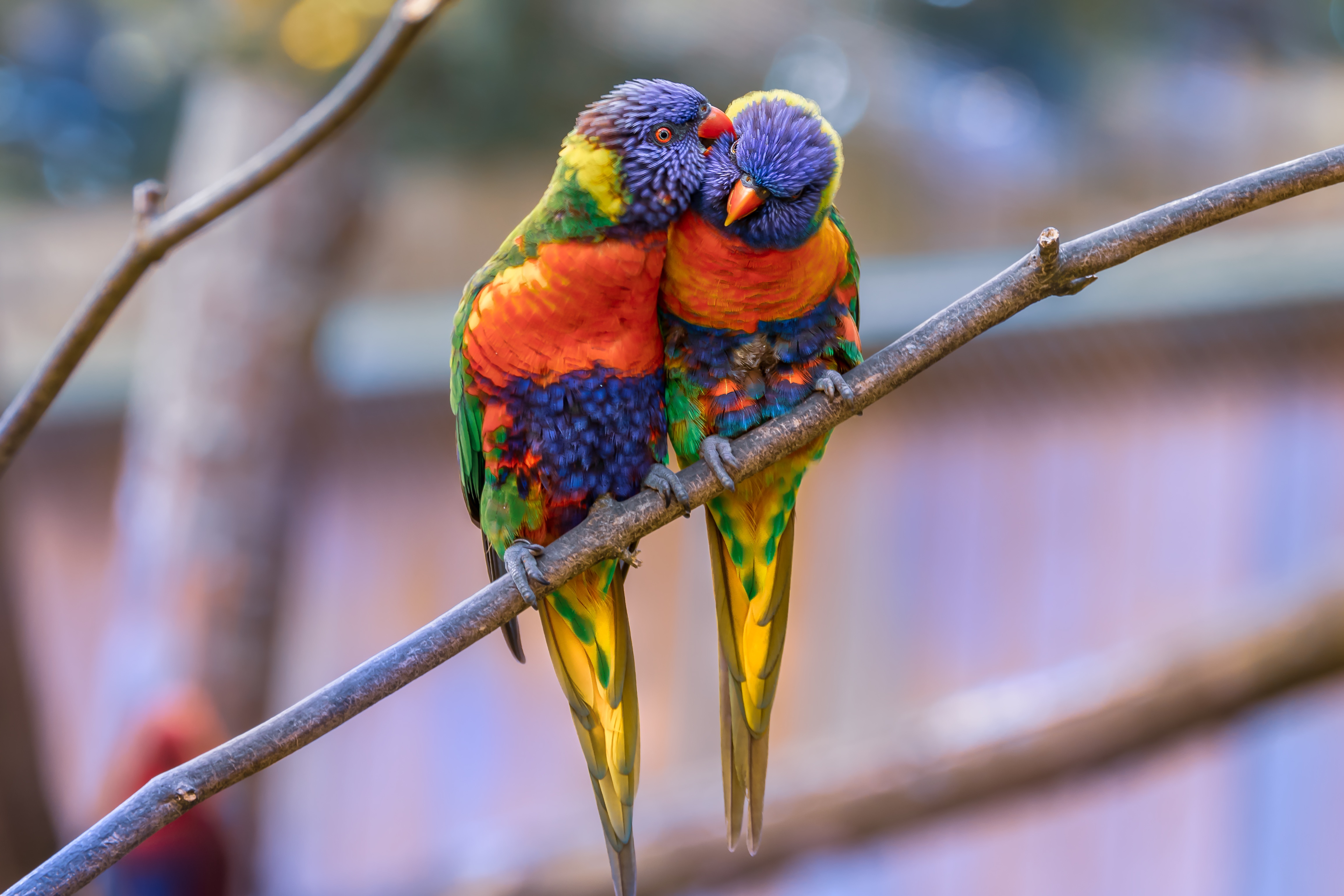 birds, couple, parrots, animals, tenderness, pair, multicolor lorikeet, multi colored loriket