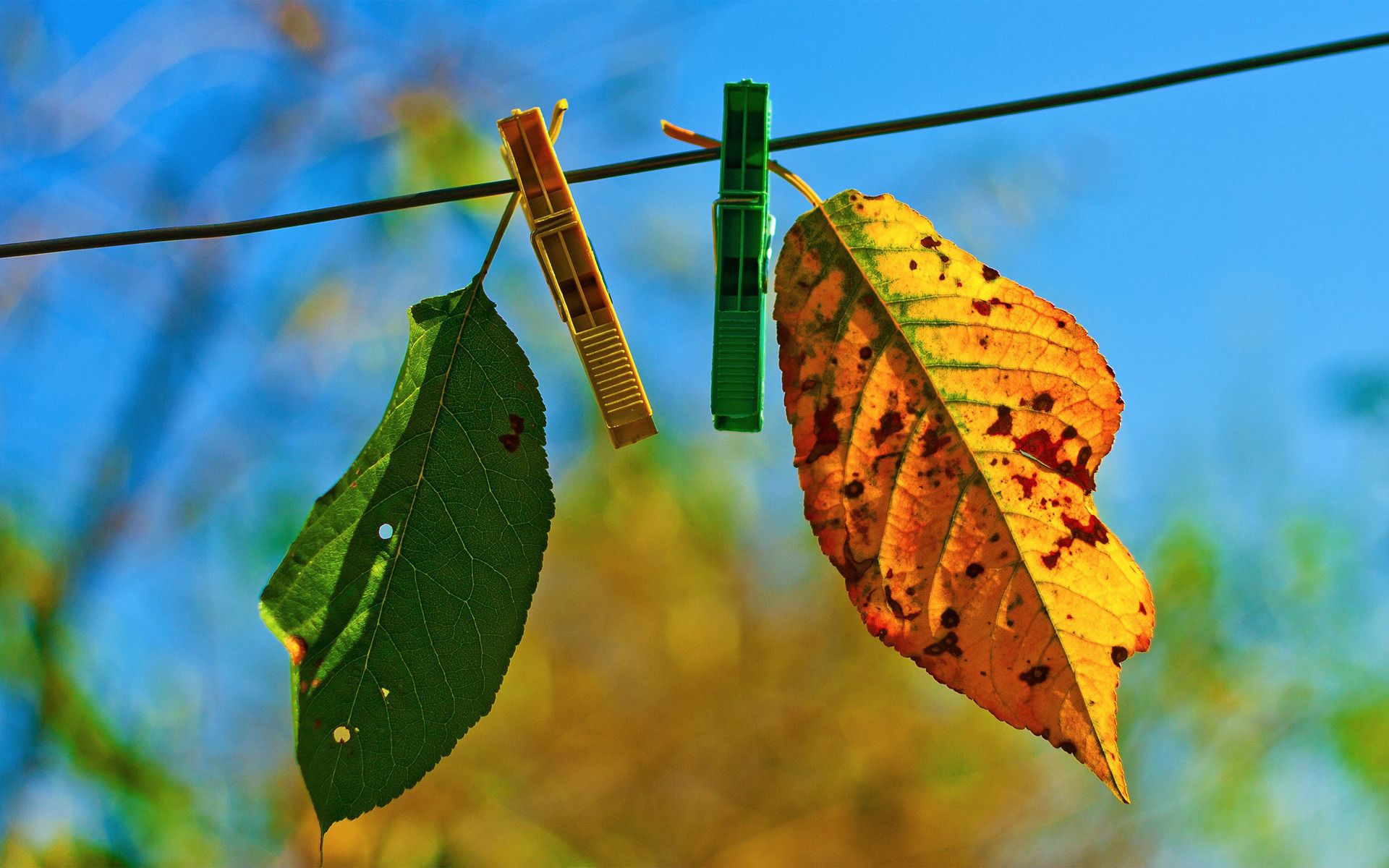 autumn, nature, leaves, clothespins, fallen