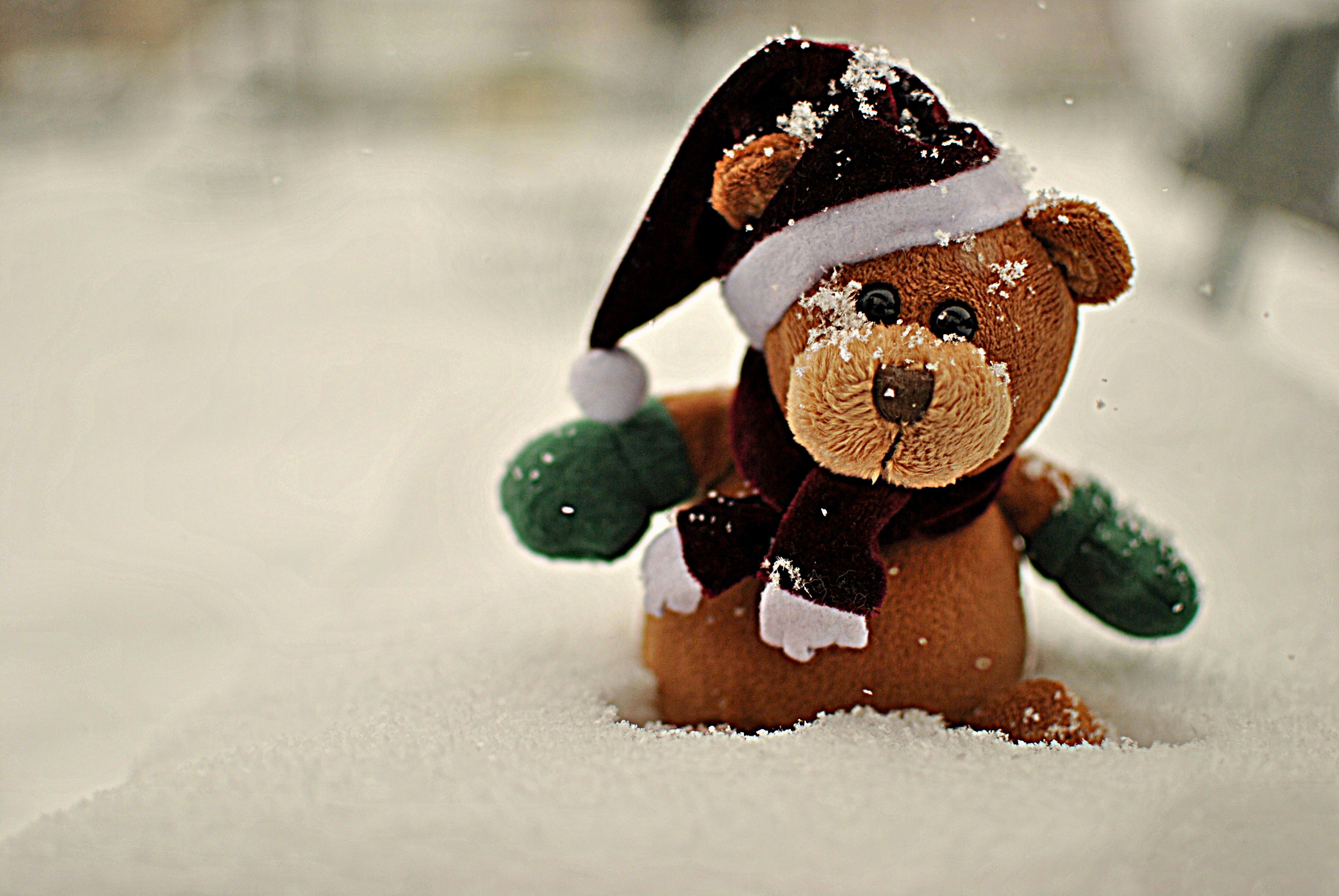 240256 завантажити картинку свято, різдво, ведмідь, капелюх діда мороза, ведмедик тедді - шпалери і заставки безкоштовно