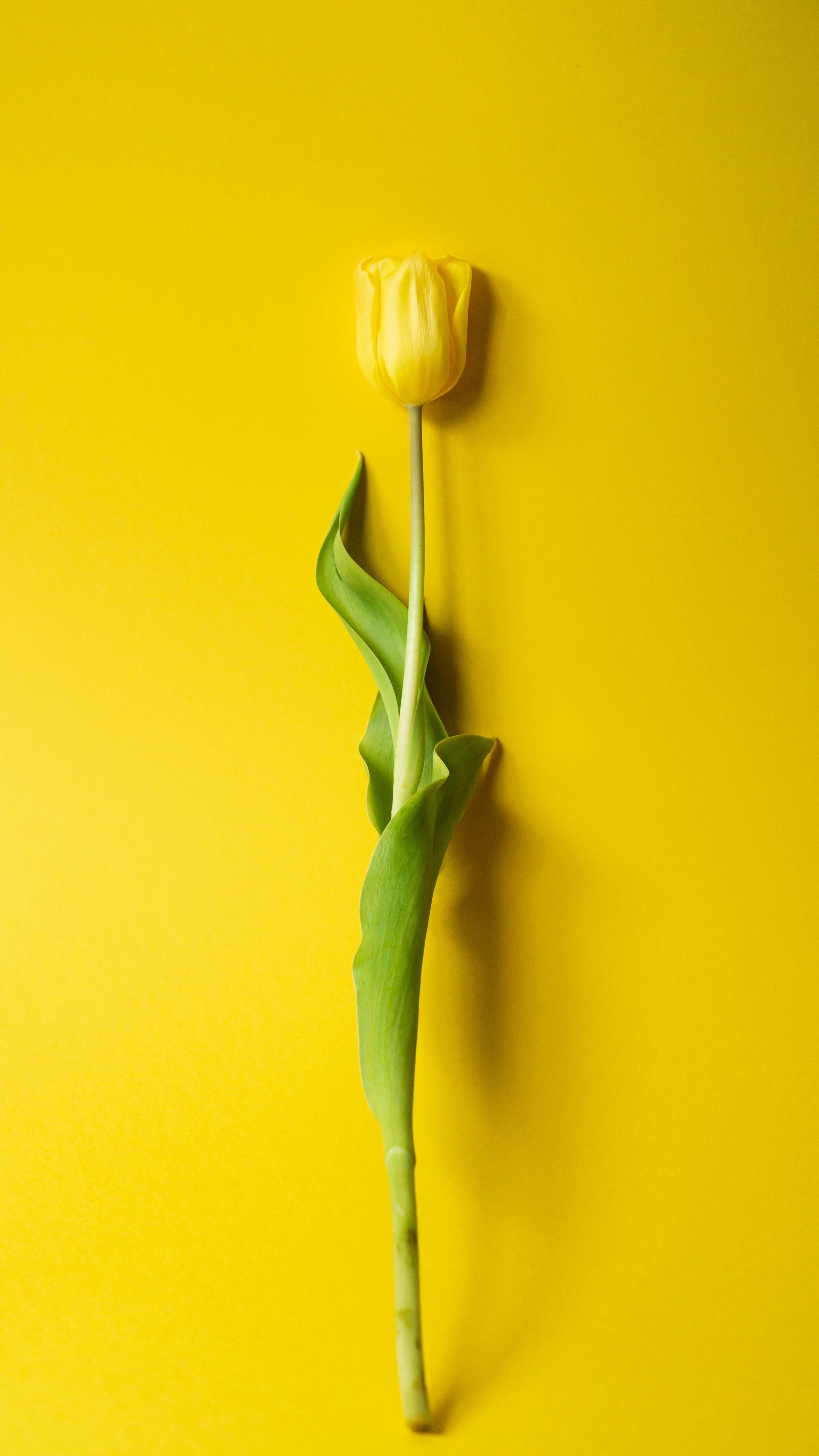 minimalism, flowers, yellow, flower, tulip