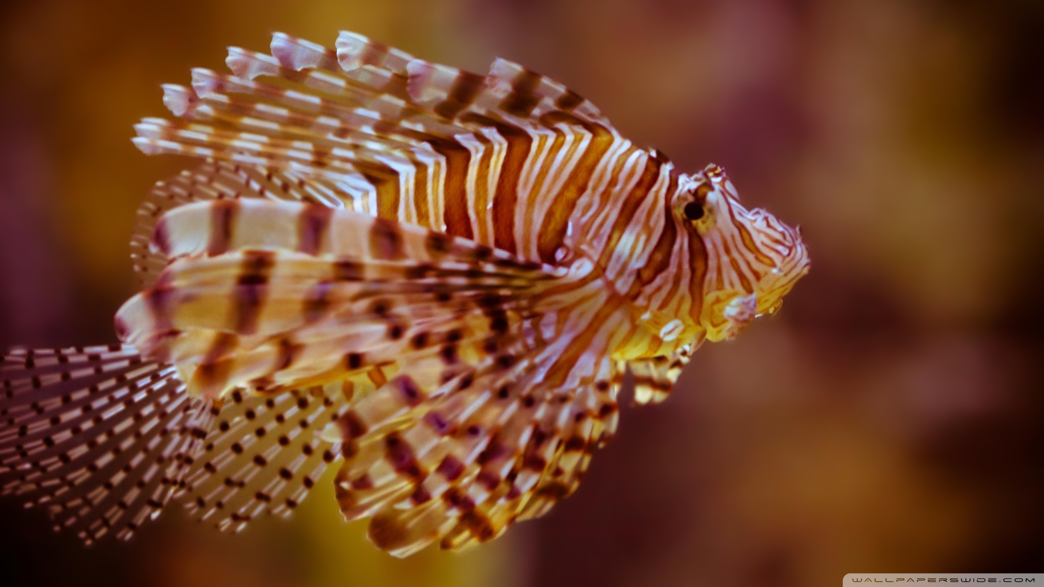 HD wallpaper animal, lionfish, fish, fishes