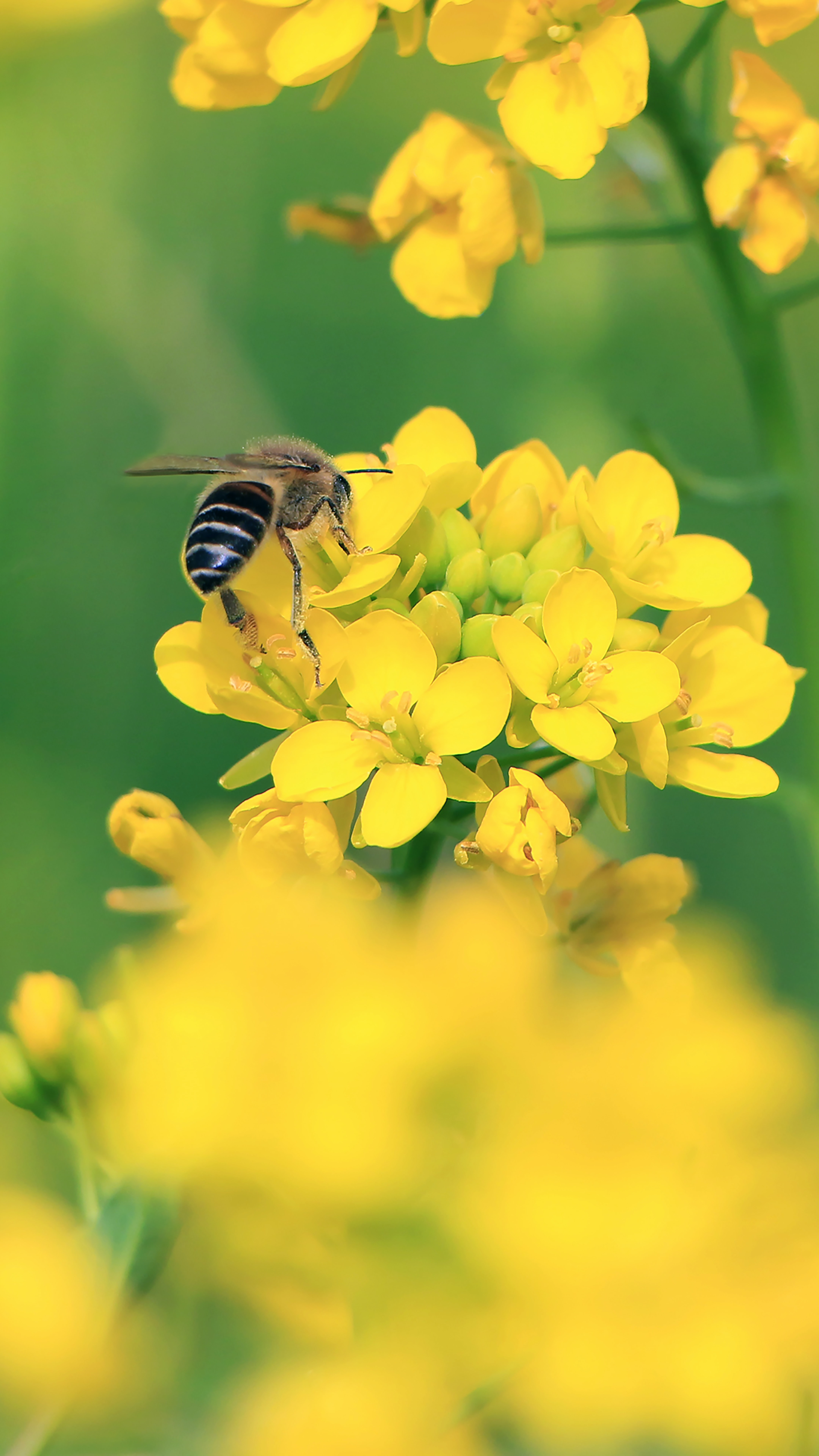 Скачать картинку Пчела, Крылья, Макро, Желтые Цветы, Цветы в телефон бесплатно.