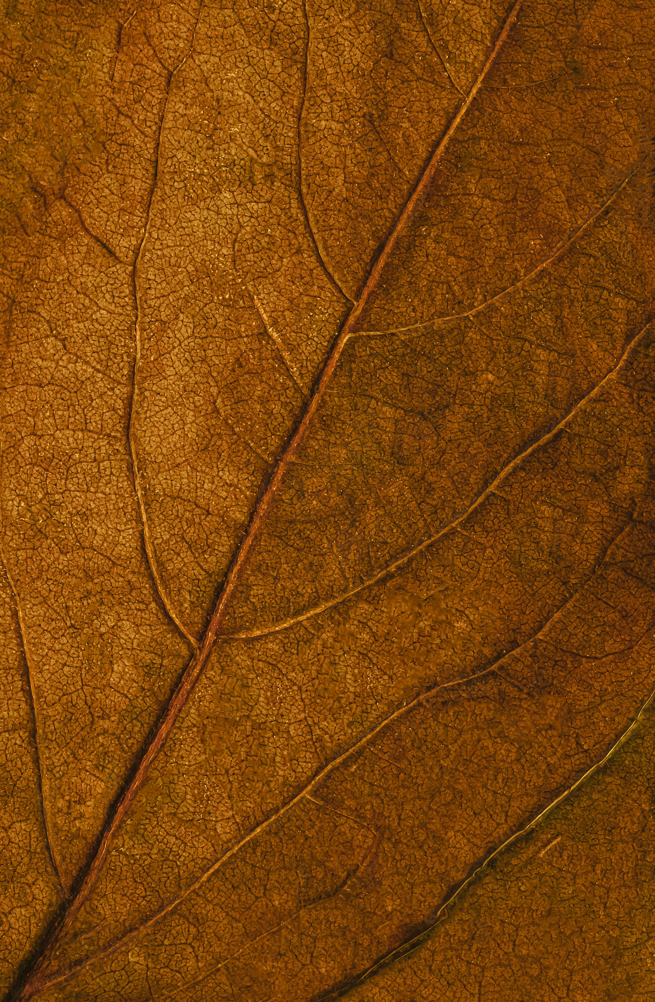 Download mobile wallpaper Macro, Veins, Brown, Surface, Leaflet for free.