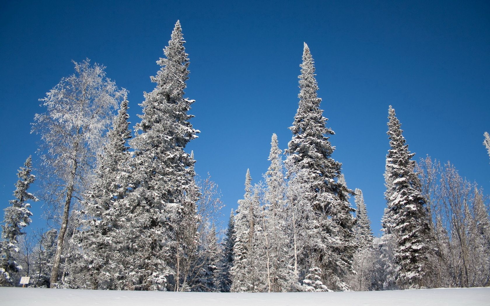 Handy-Wallpaper Winter, Natur, Bäume, Schnee, Rauhreif, Frost, Aß, Aßen, Sky, Landschaft kostenlos herunterladen.