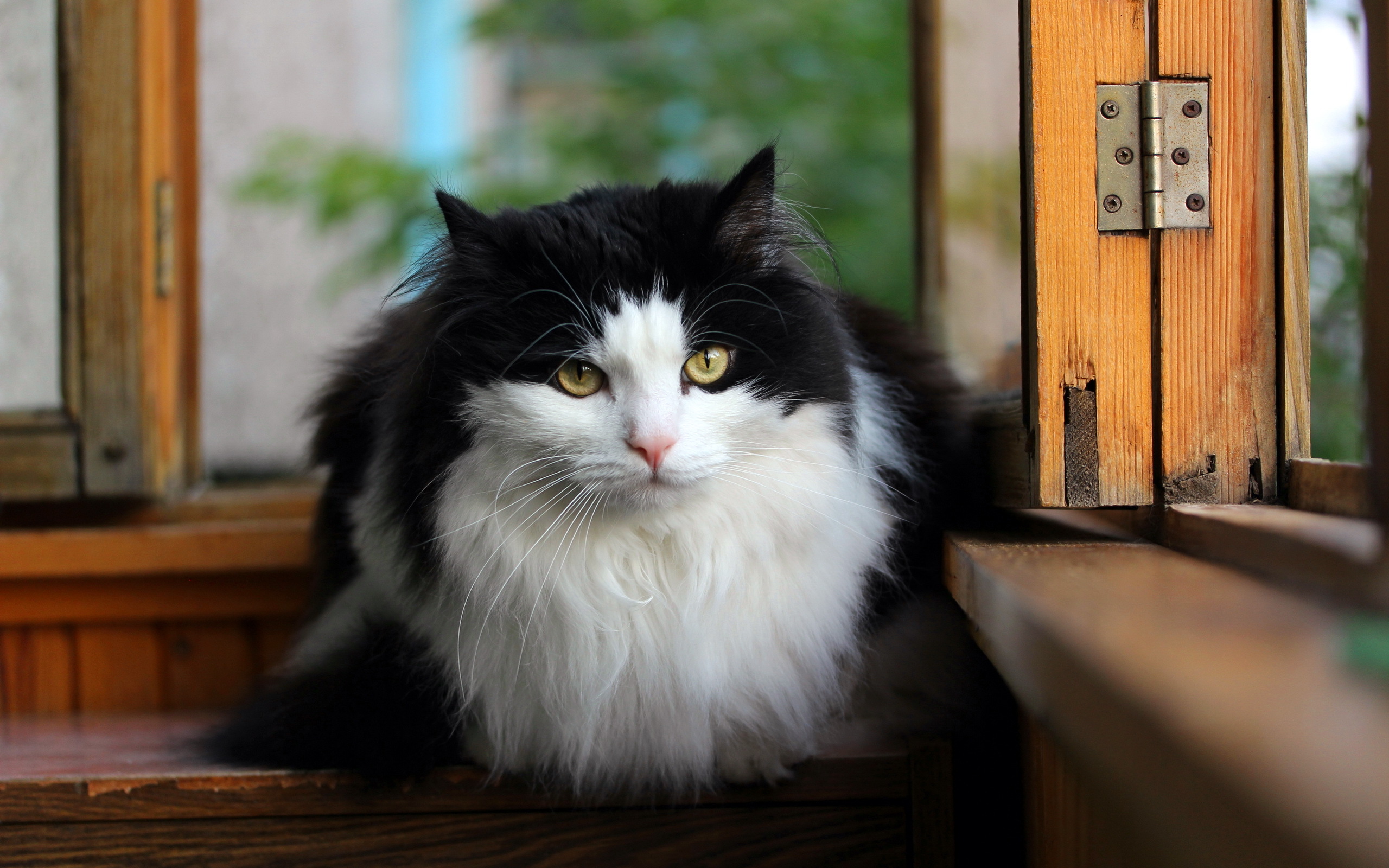 Норвежская Лесная кошка черно-белая