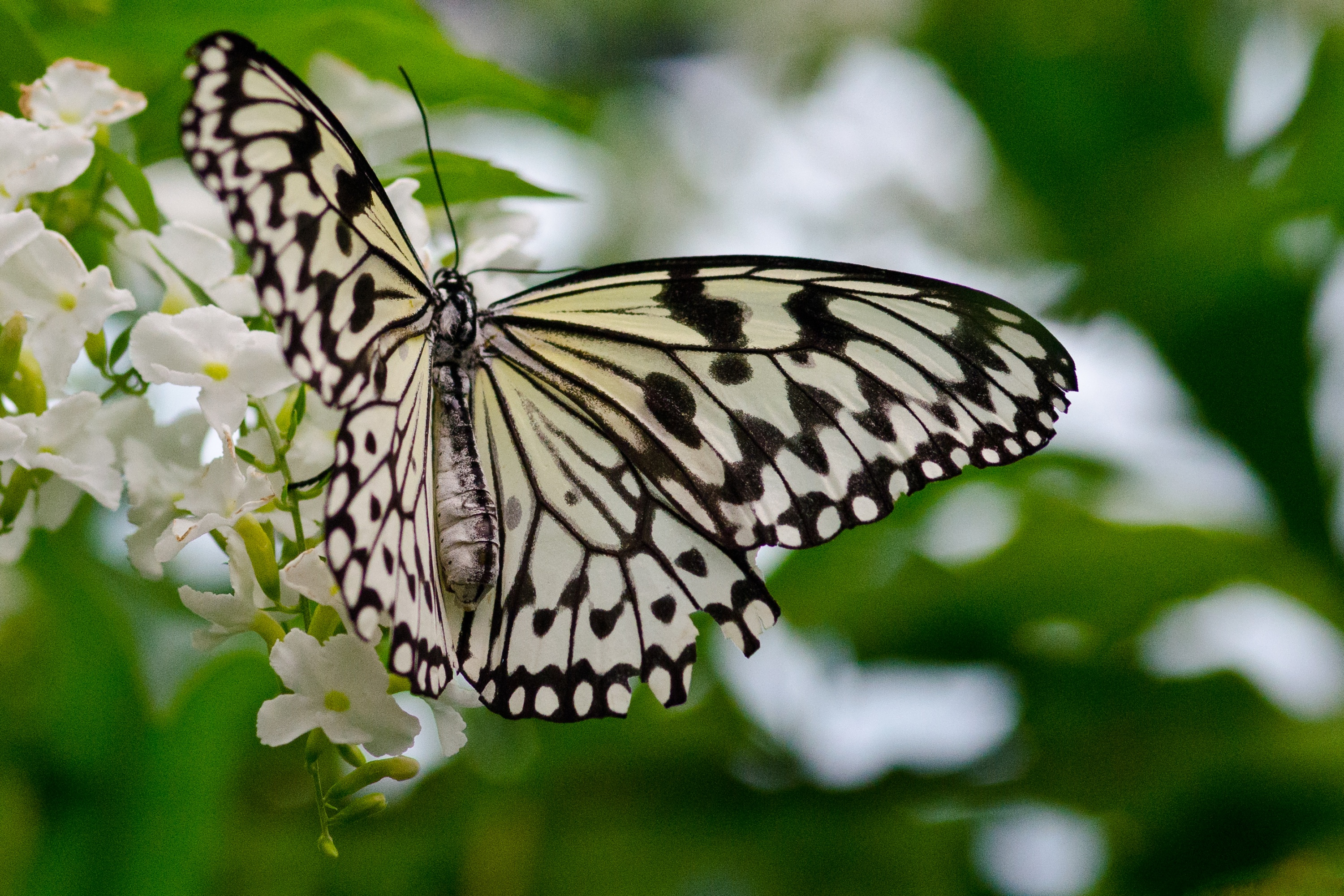 Пятнистая белая бабочка