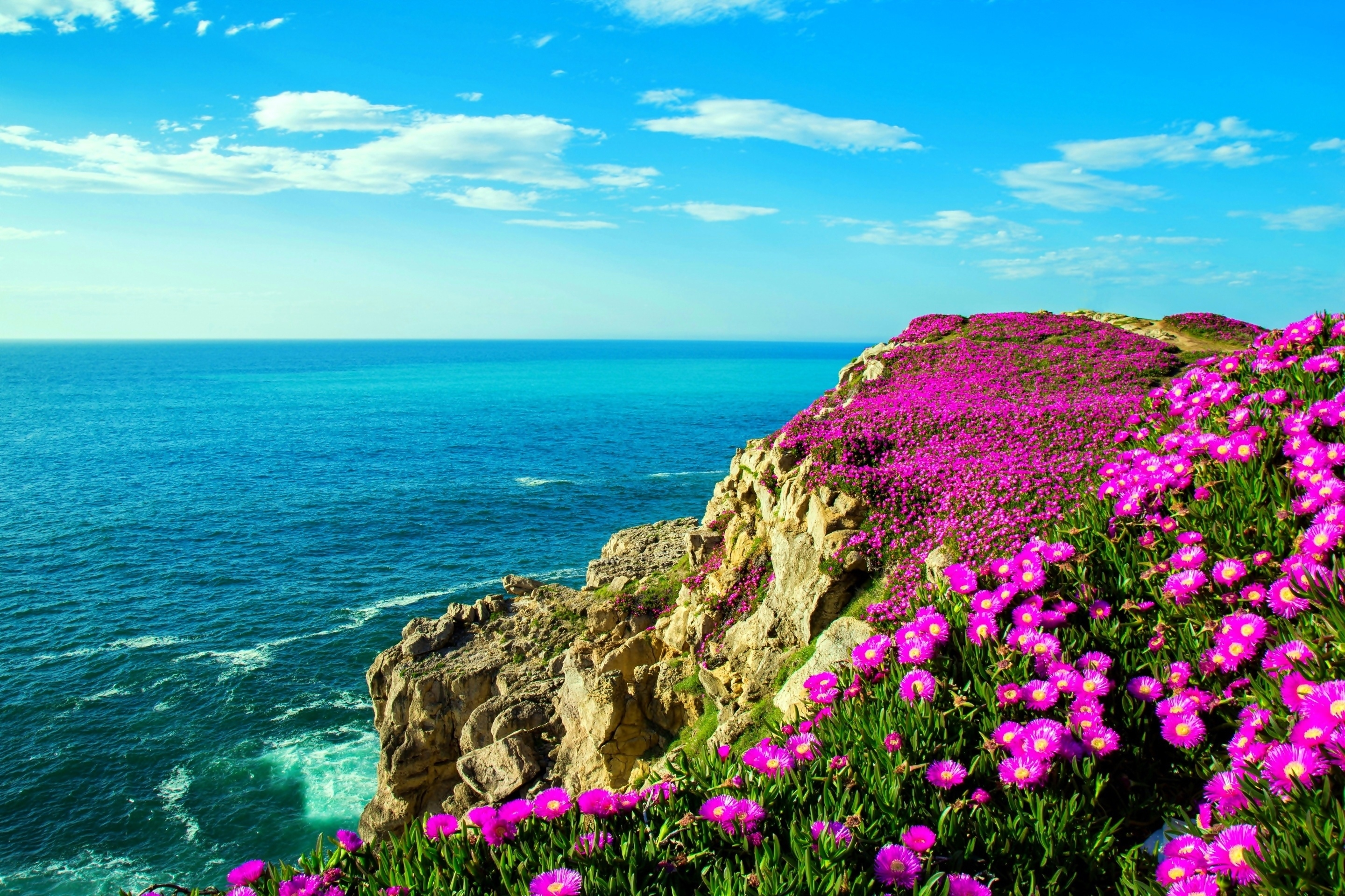 Берег моря и цветы