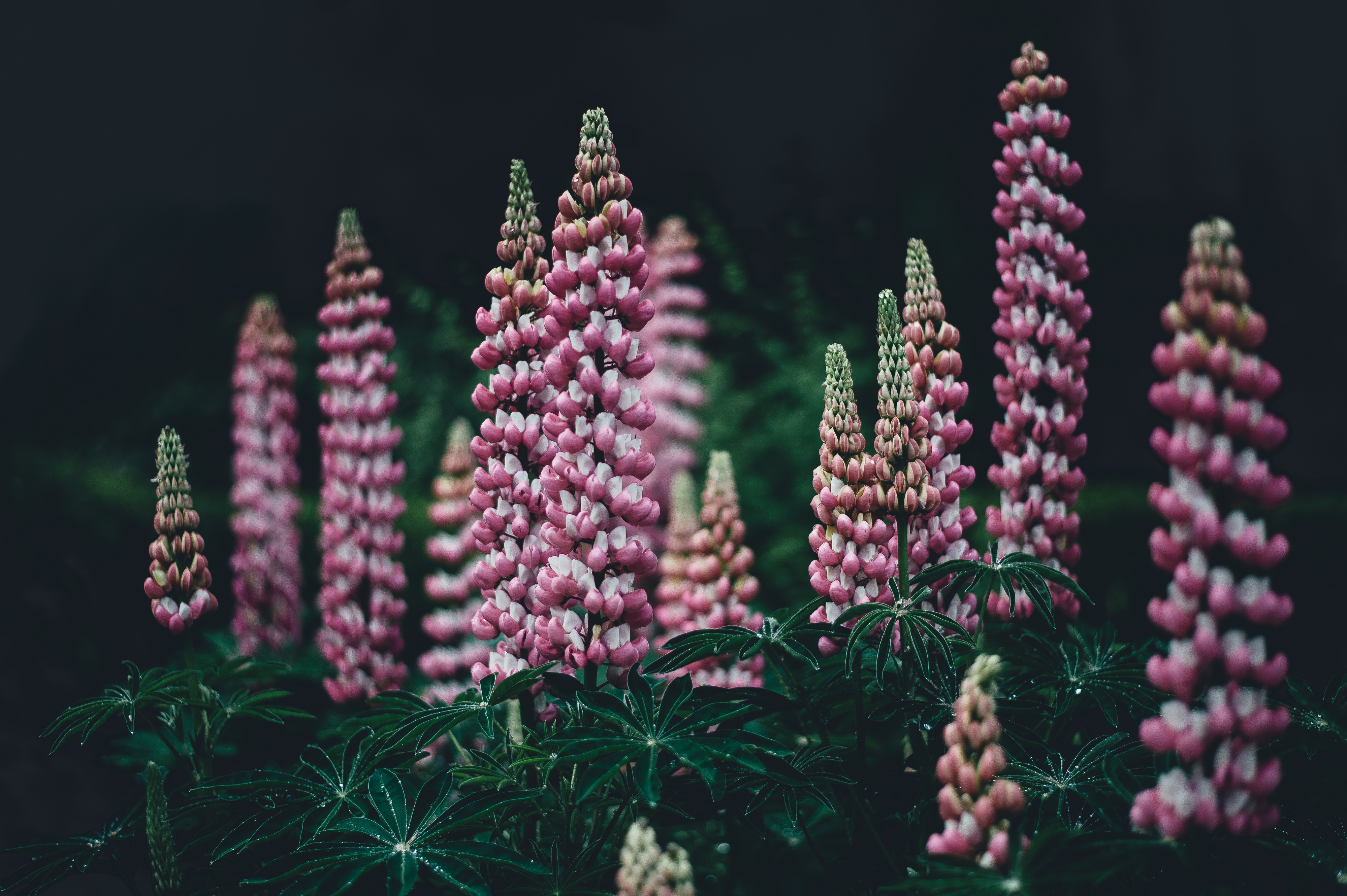 flowers, pink, garden, lupins download HD wallpaper