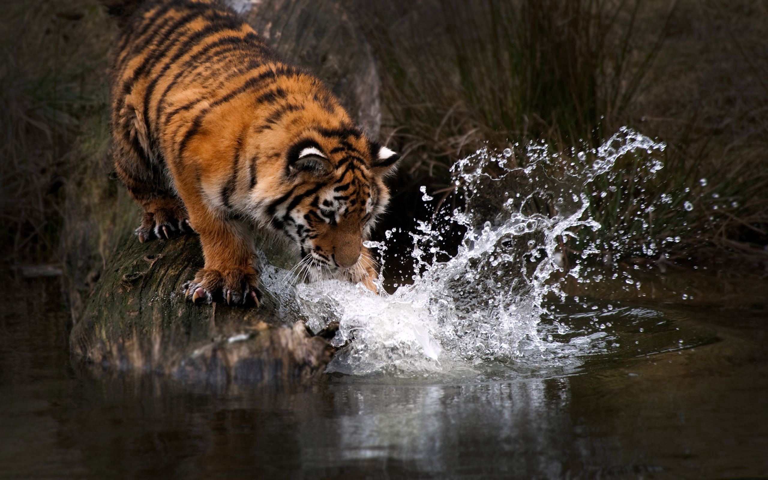 Download mobile wallpaper Predator, Water, Tiger, Splash, Animals for free.