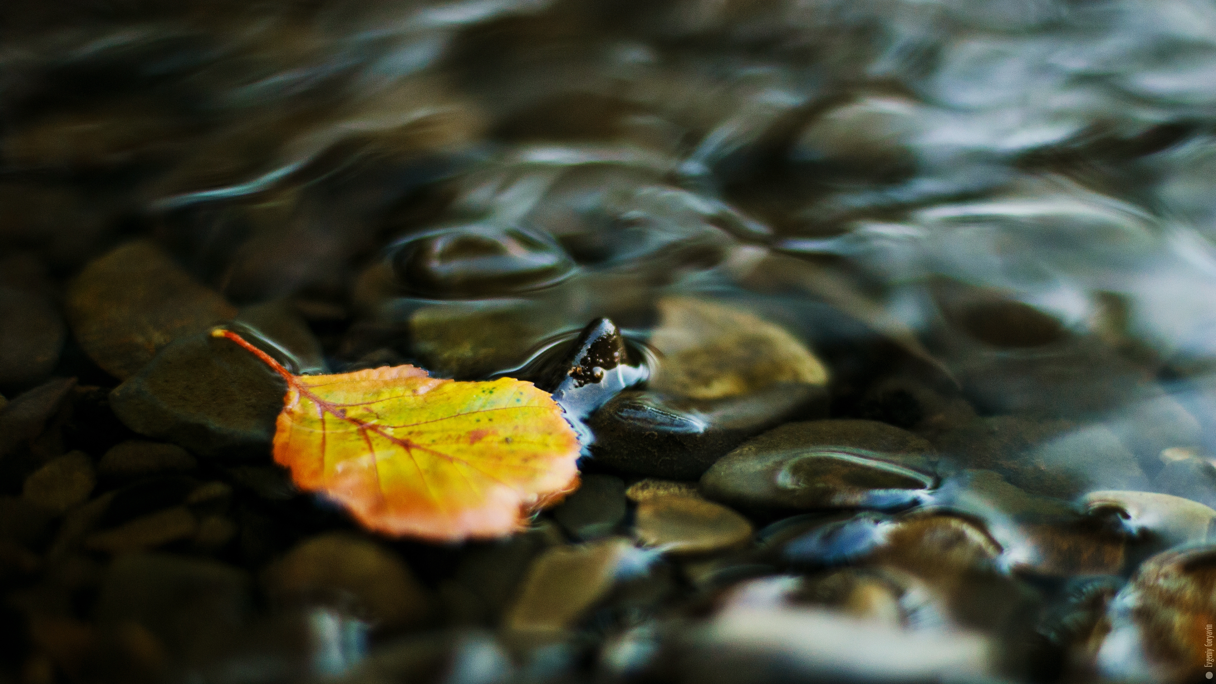 nature, water, stones, yellow, transparent, sheet, leaf, creek, brook, pebbles