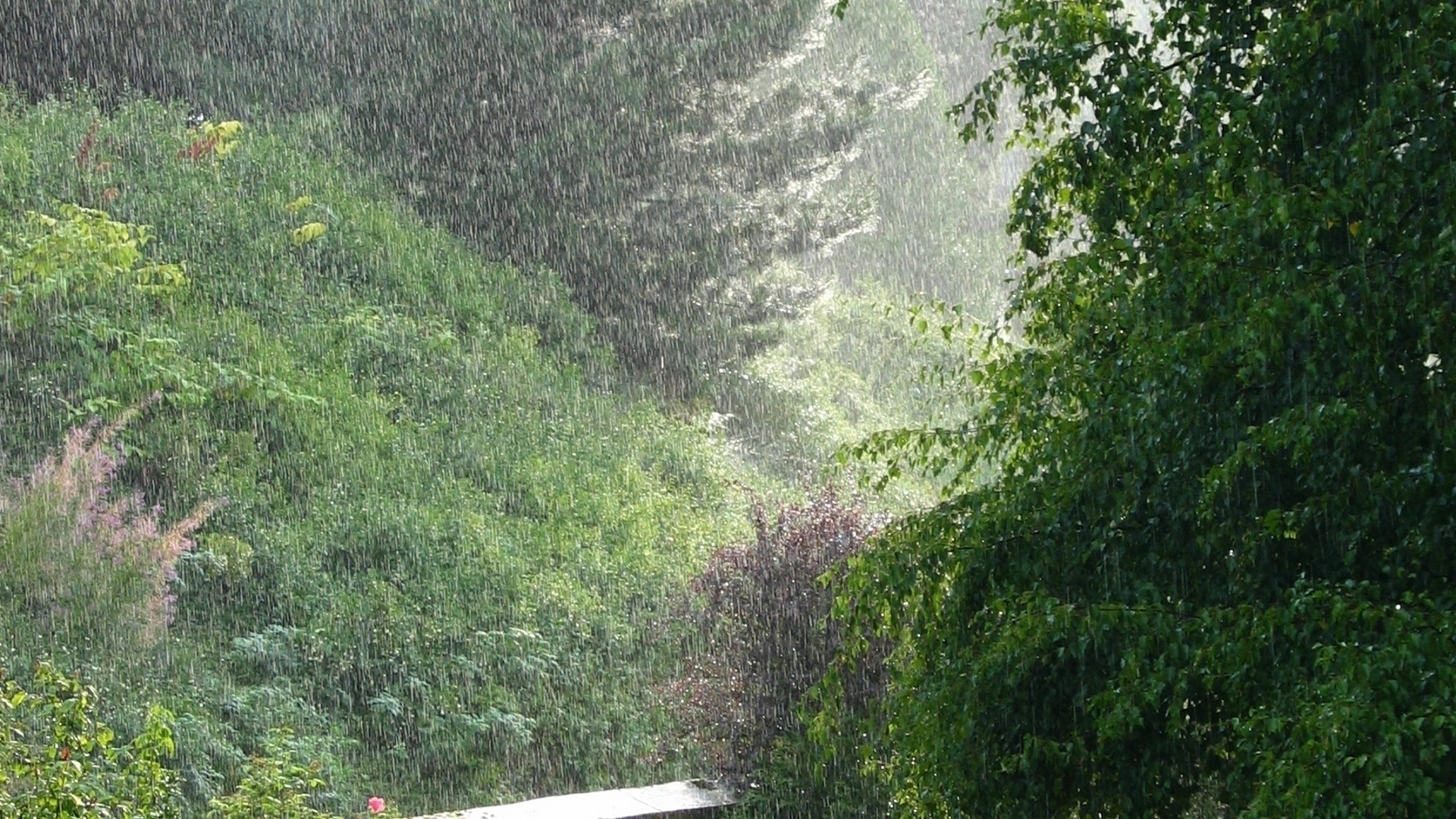 Эстетика природы дождь