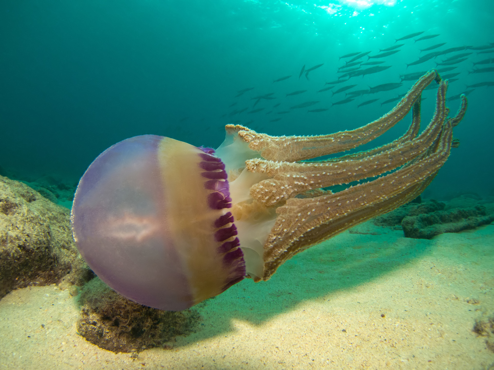 Обитатели морей и океанов медуза