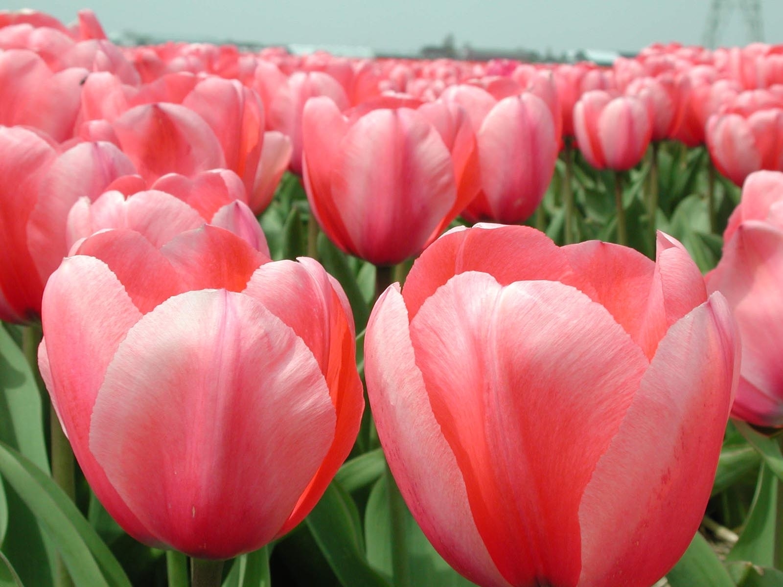 Download mobile wallpaper Plants, Tulips, Flowers for free.