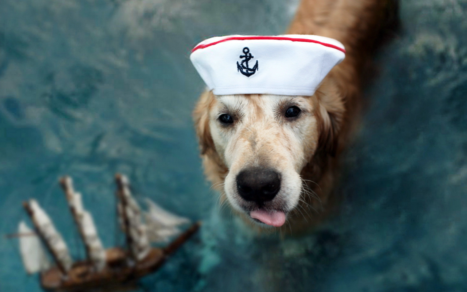 Морской пес. Собака на корабле. Собака моряк. Смешные собаки. Собака в морской форме.