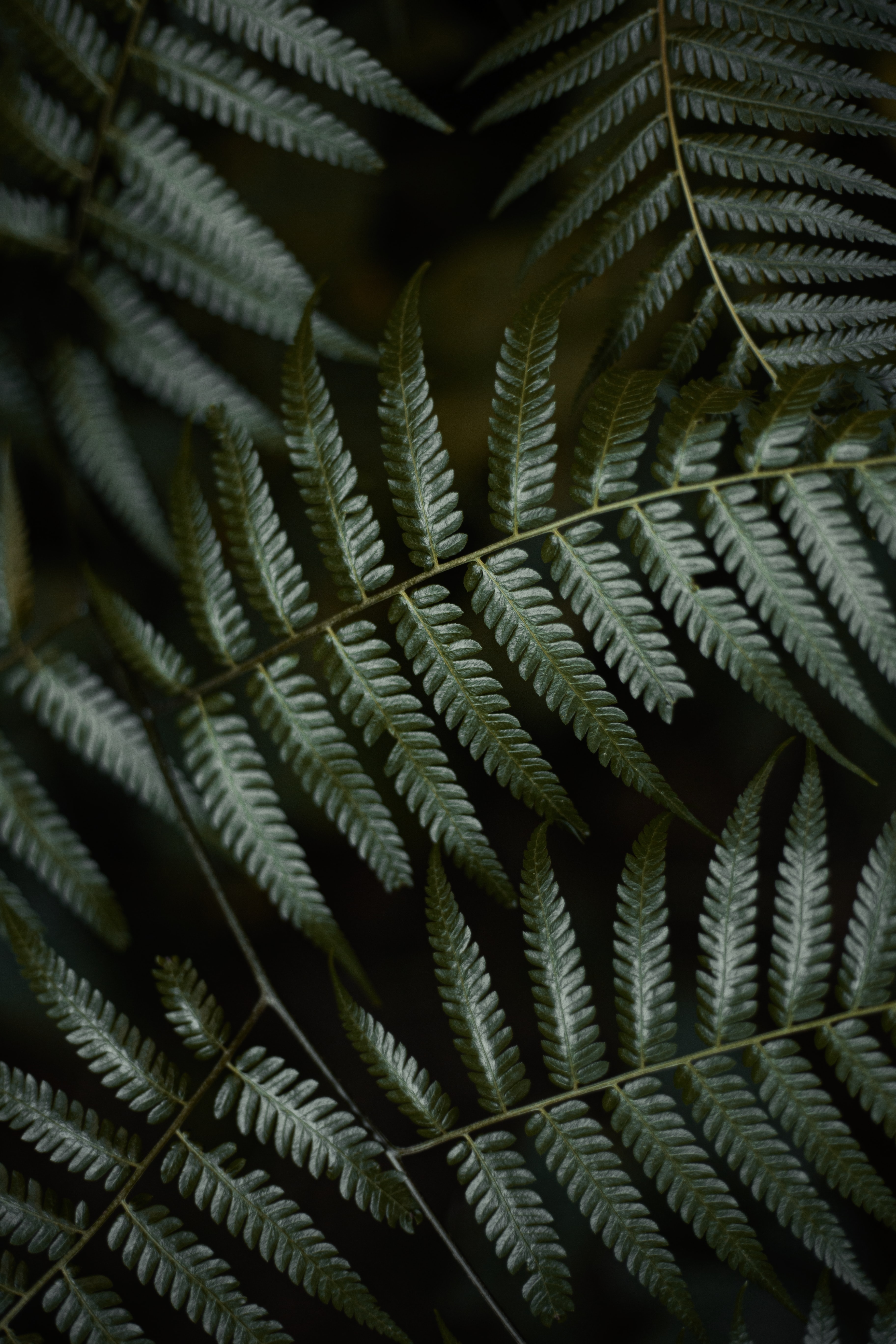 fern, leaves, green, plant, macro 4K for PC