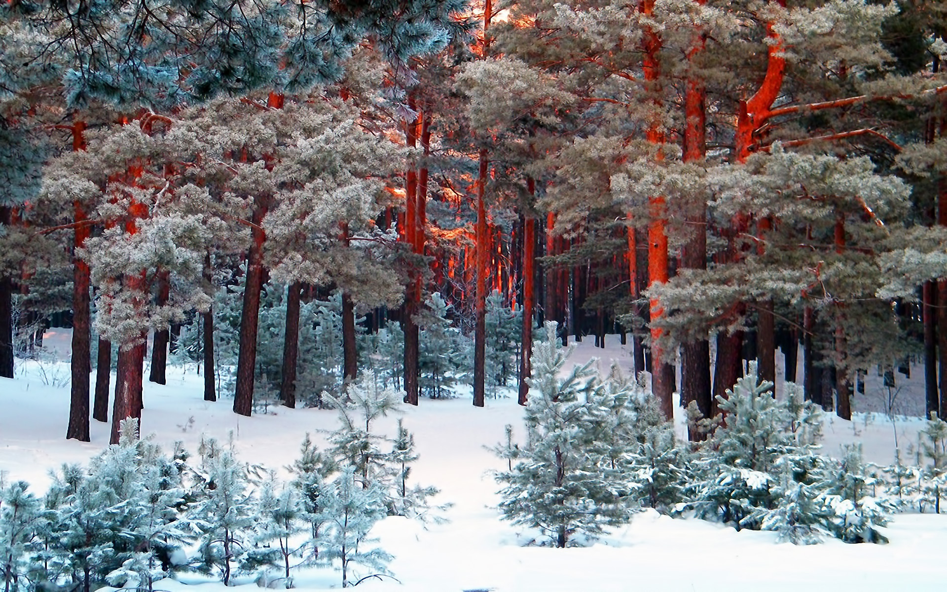 Free download wallpaper Landscape, Trees, Pine, Snow on your PC desktop
