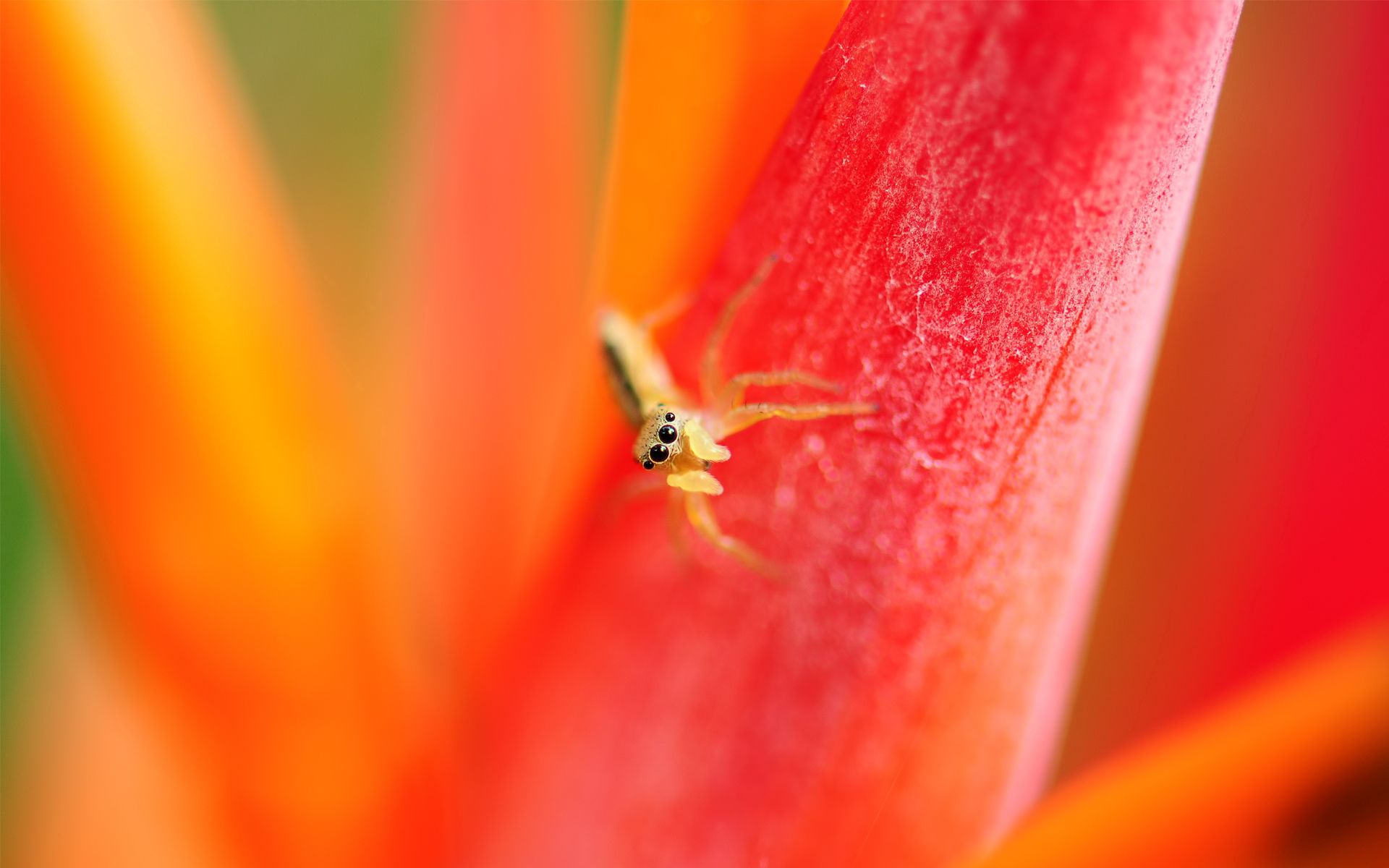 Download mobile wallpaper Small, Spider, Macro, Petals, Eyes, Bright for free.