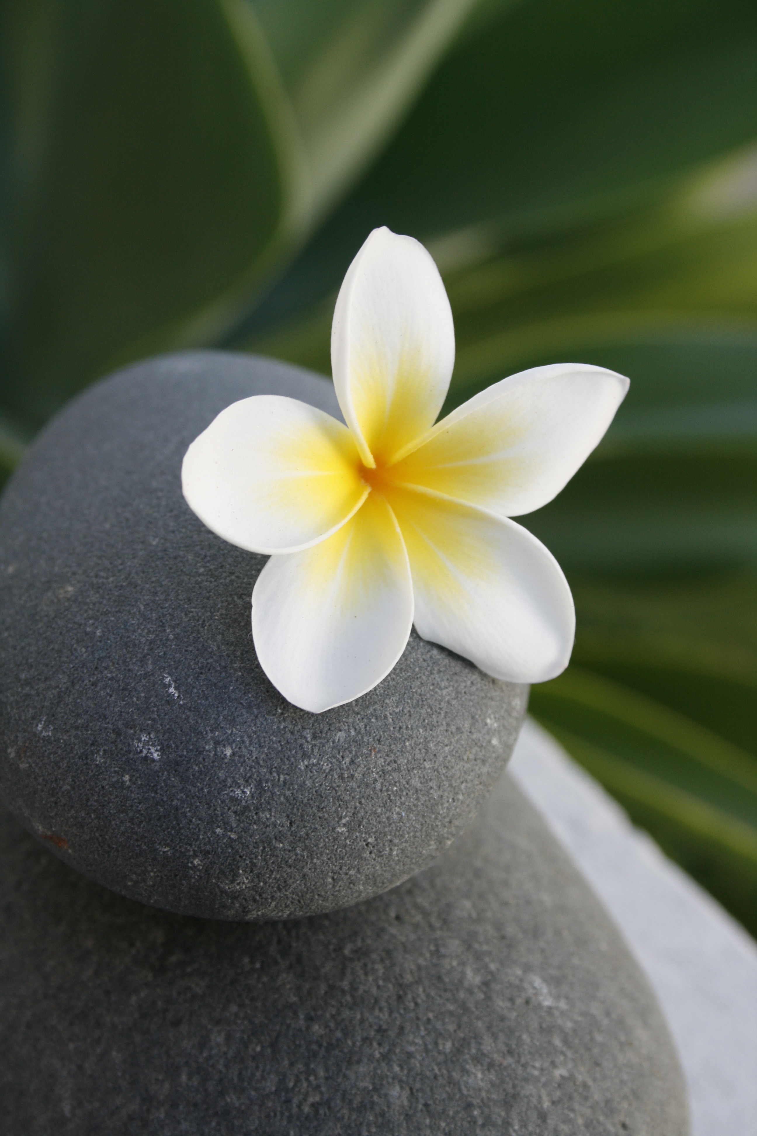 meditation, balance, flowers, rock, flower, stone