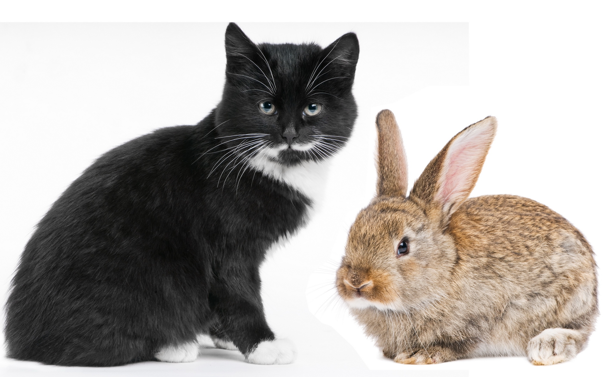 Ребенок в год кролика. Кролики породы Аляска. Кот и кролик. Кролик и кошка. Заяц и кролик.