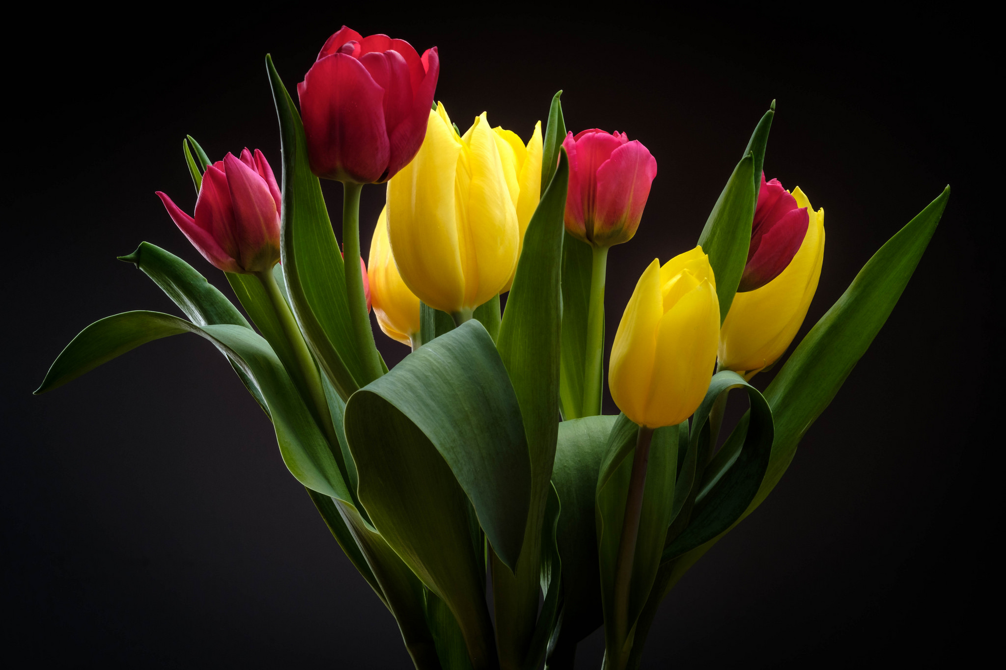 Тюльпаны картинки хорошего качества. Цветы тюльпаны. Красивые тюльпаны. Шикарный букет тюльпанов. Яркие тюльпаны.