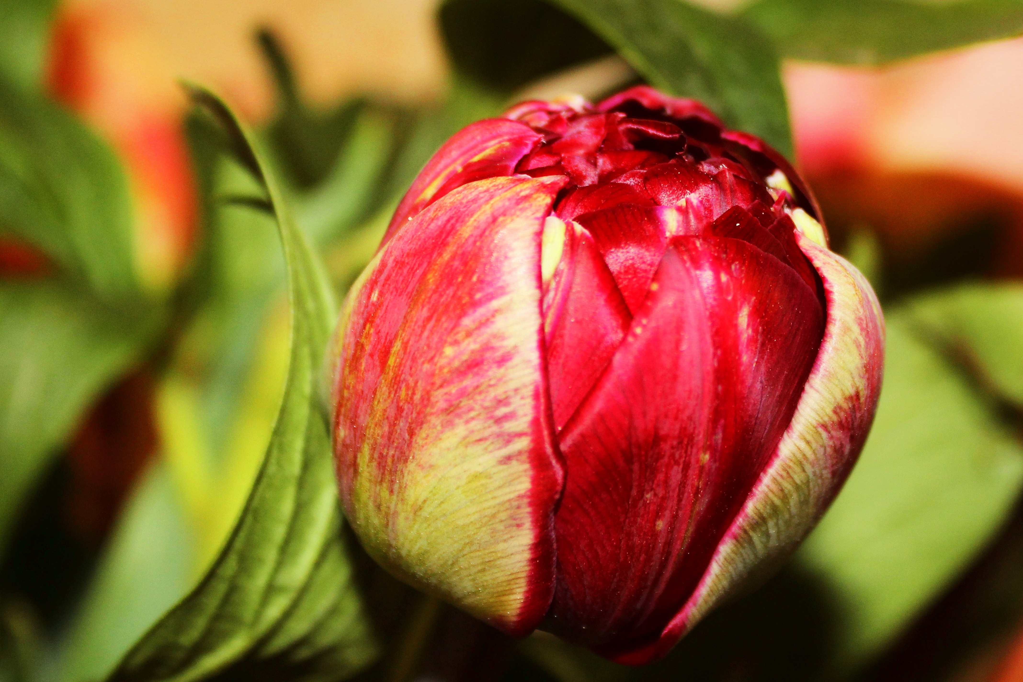 Laden Sie das Knospe, Bud, Tulip, Blume, Blütenblätter, Tulpe, Blumen-Bild kostenlos auf Ihren PC-Desktop herunter