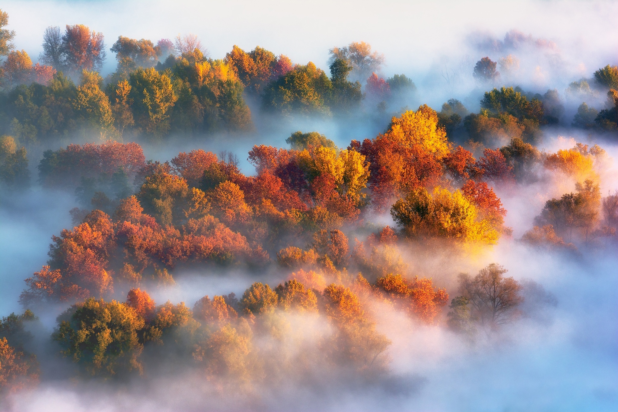 Осенний воздух свеж. Осень туман. Туман осенью. Осенний туман. Осенний лес в тумане.