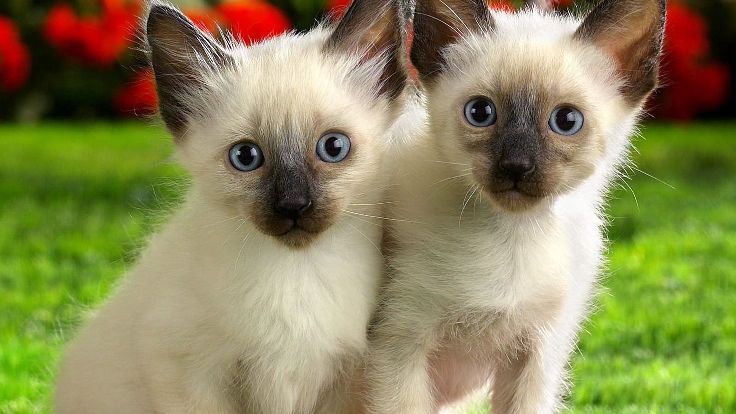 Animals please. Сиамские котята. Котята сиамской породы. Сиамская кошка котенок. Сиамские котята фото.