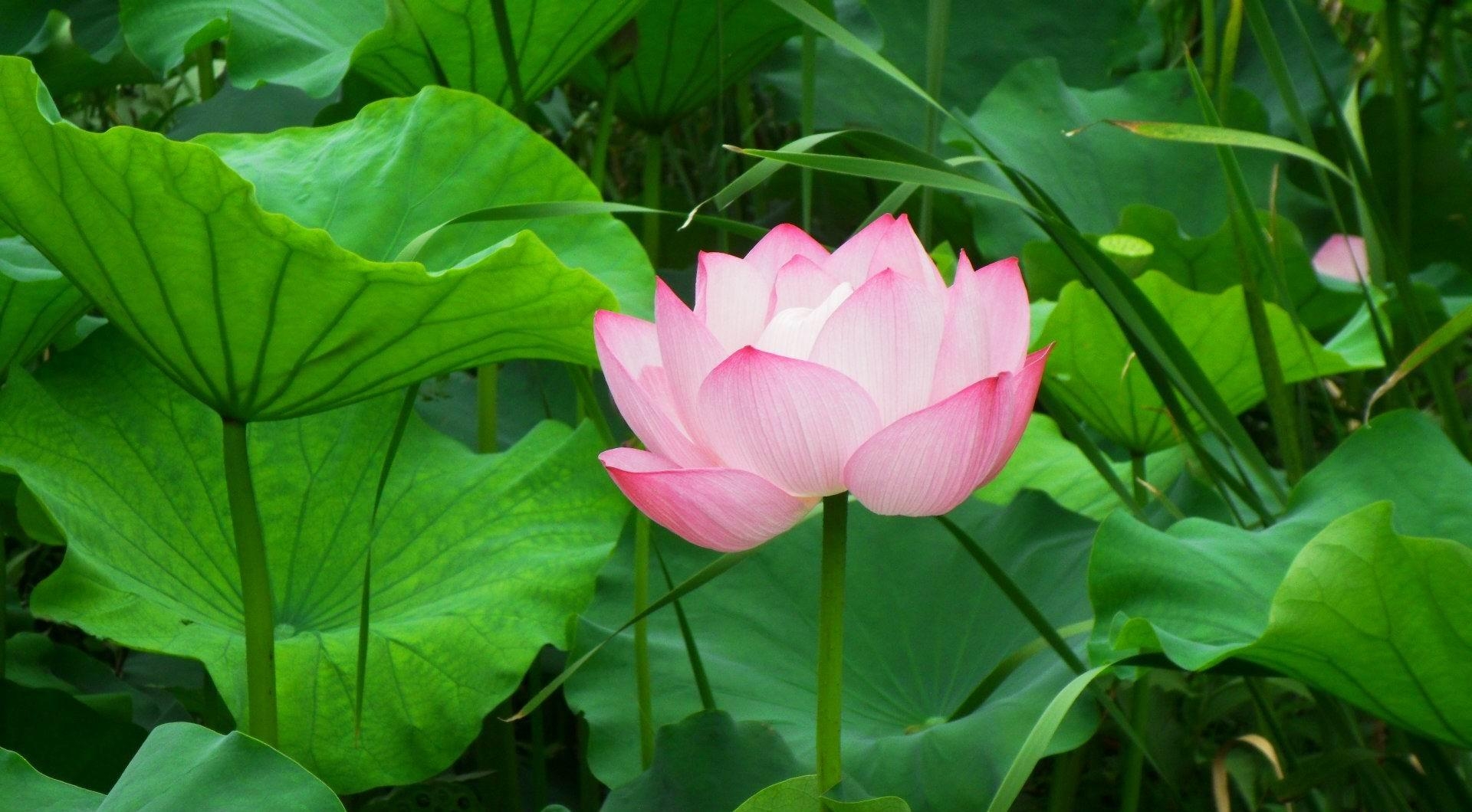 lotus, flowers, leaves, pink, greens