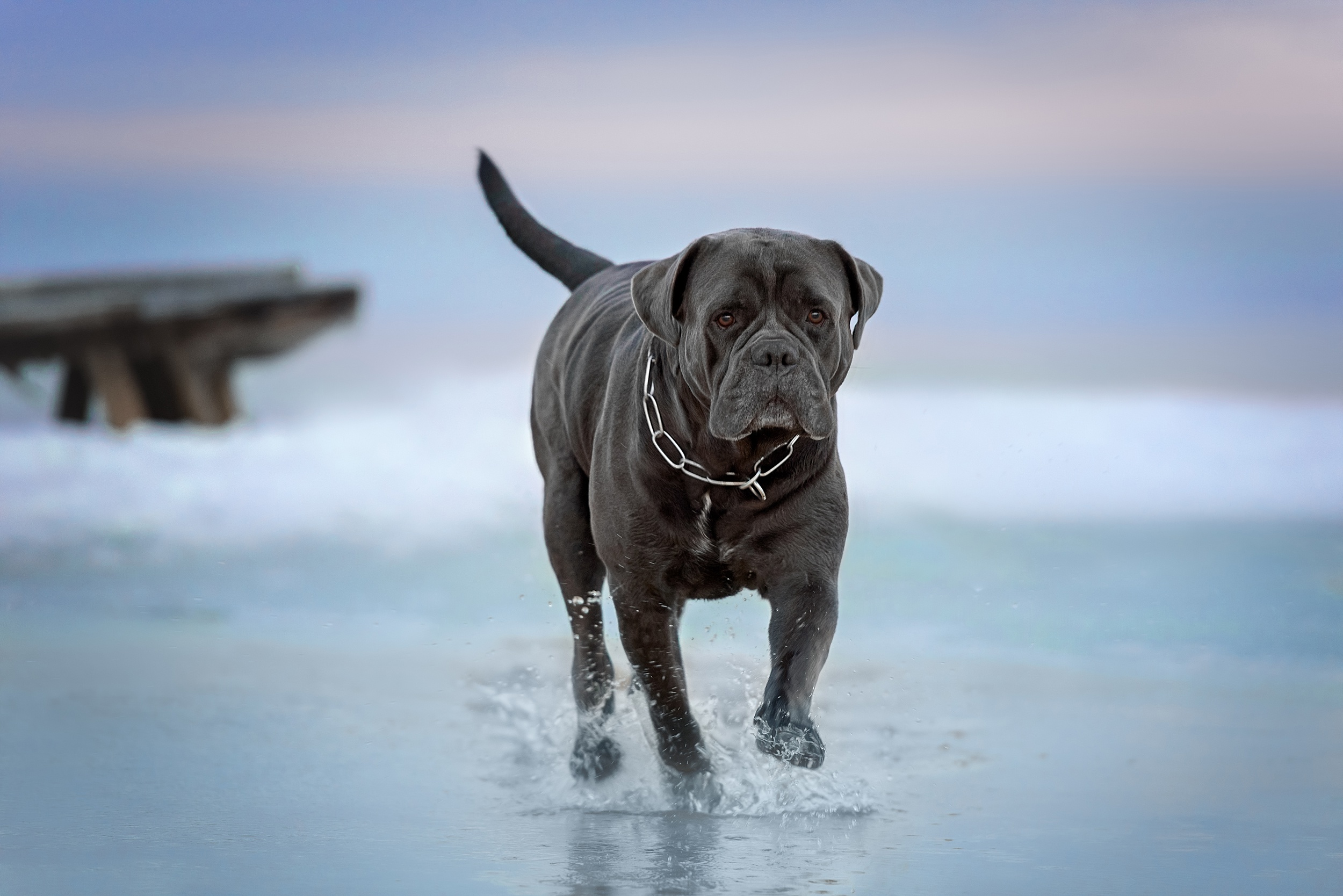 499023 descargar fondo de pantalla cane corso, animales, perro, perros: protectores de pantalla e imágenes gratis