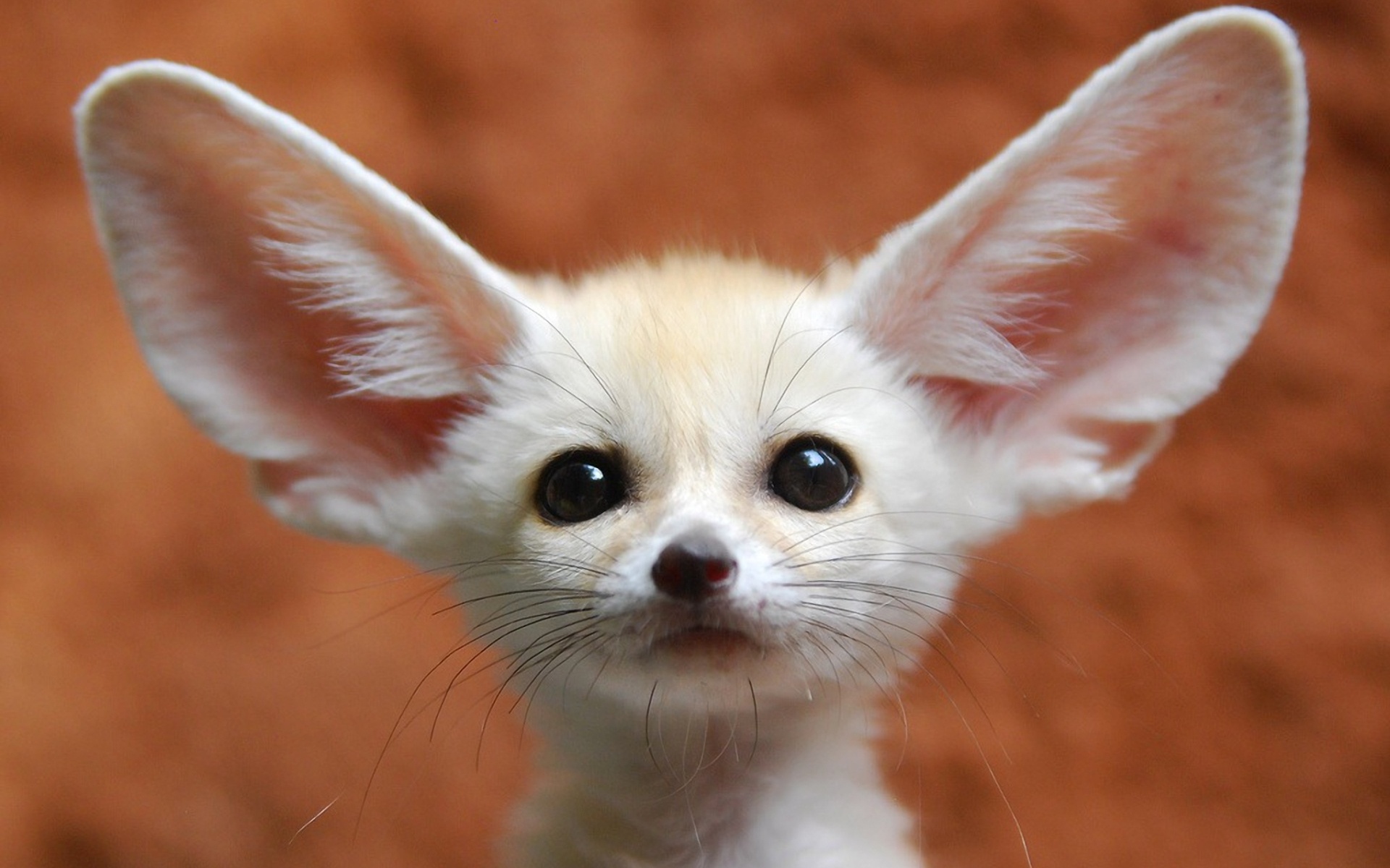 Free Fennec Fox HD picture