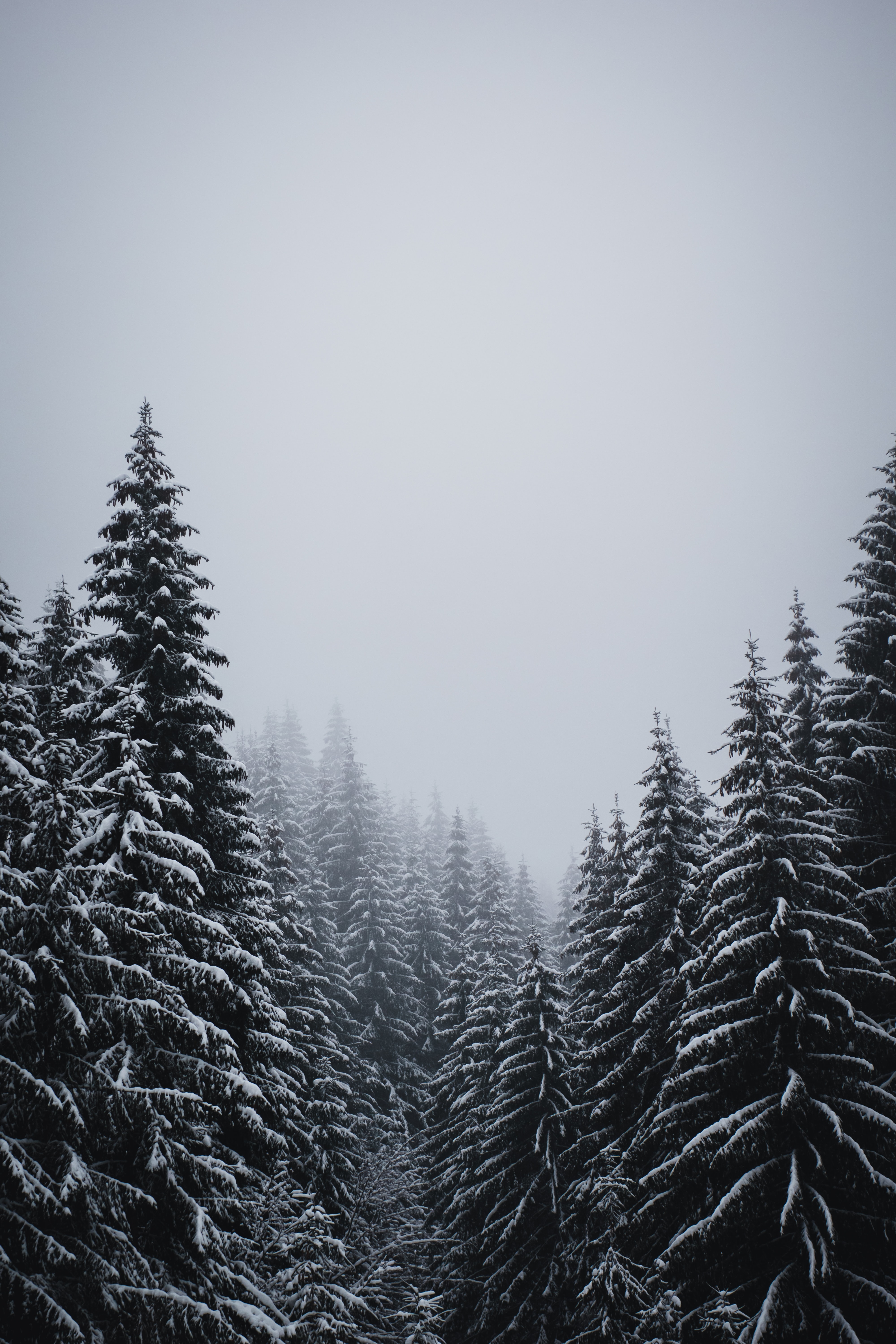 Handy-Wallpaper Winter, Bäume, Schnee, Schneesturm, Natur, Tannenbaum kostenlos herunterladen.