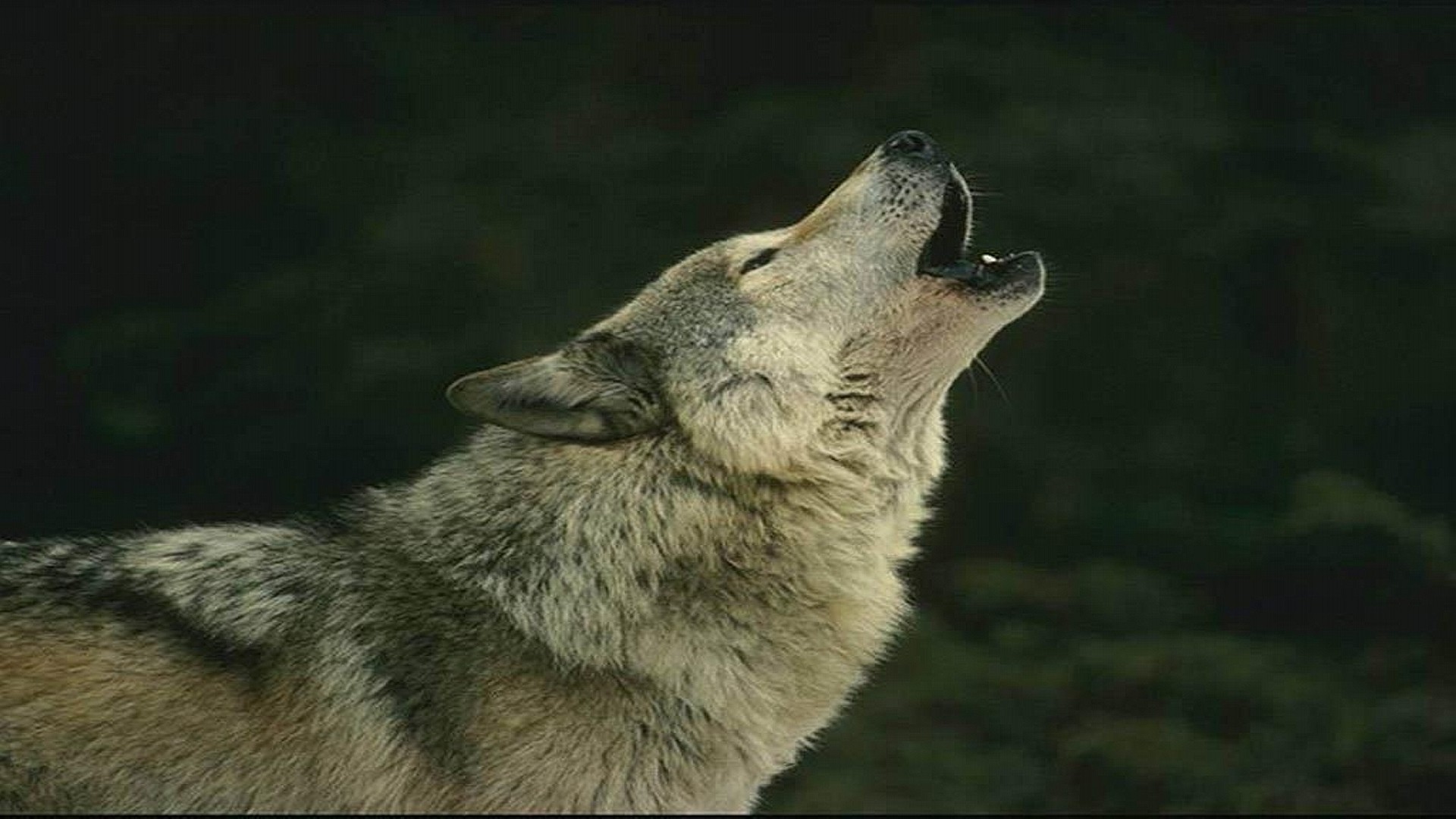 277444 Hintergrundbild herunterladen tiere, wolf, heulen, wolves - Bildschirmschoner und Bilder kostenlos