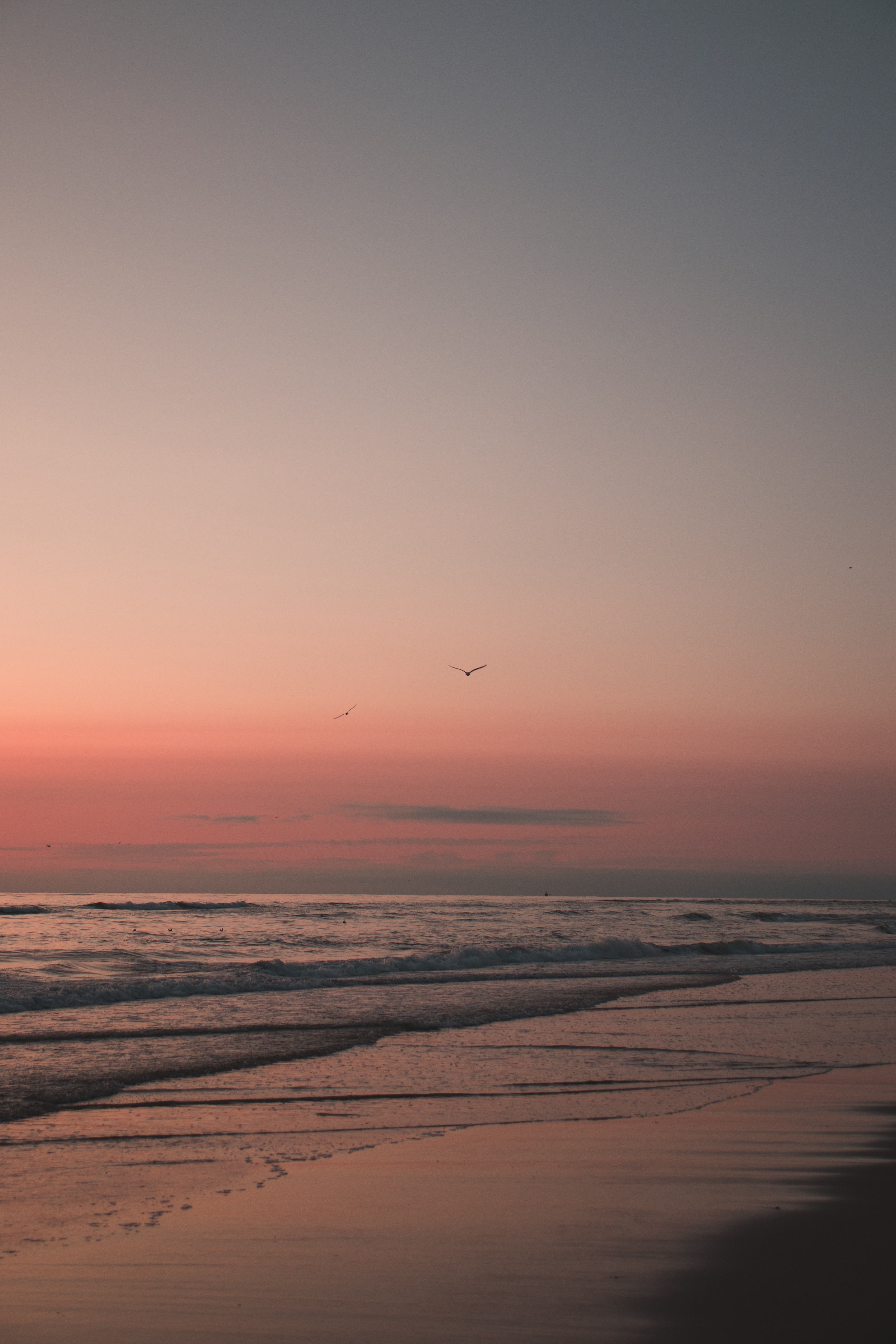 sand, sunset, beach, birds, nature Free Stock Photo