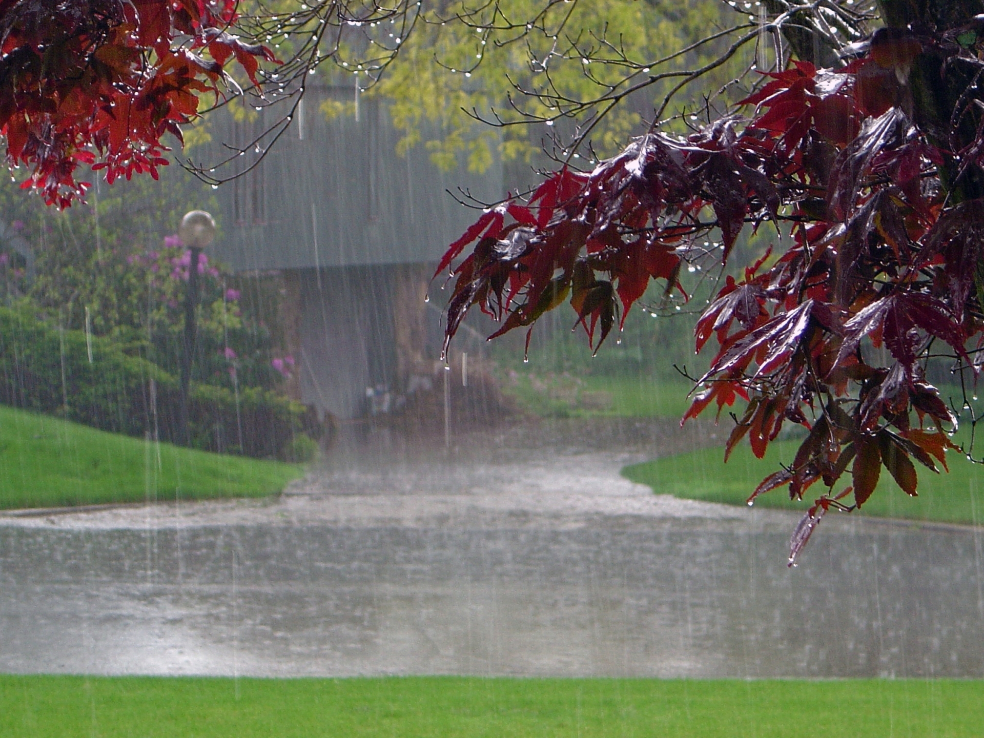 rain, photography, fall 32K