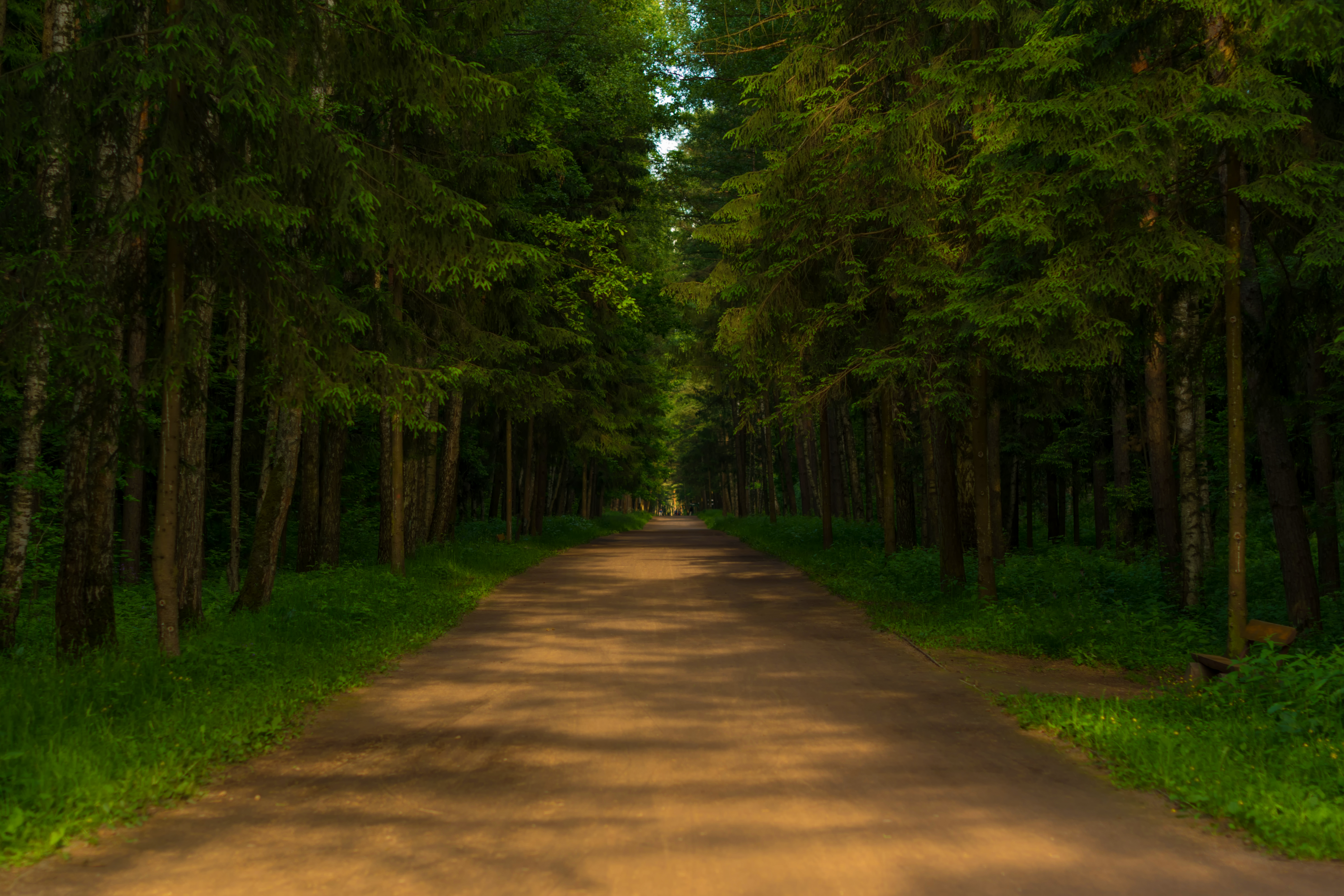 Лесная тропинка предложения. Лес в профиль. 4path.