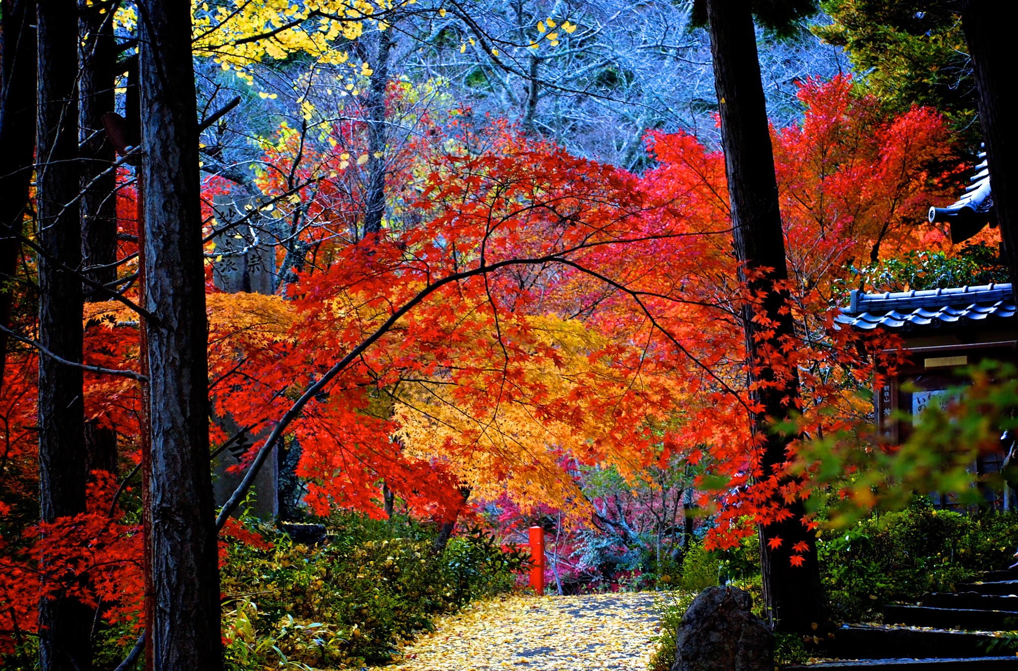 photography, fall, leaf, maple leaf, tree 4K Ultra