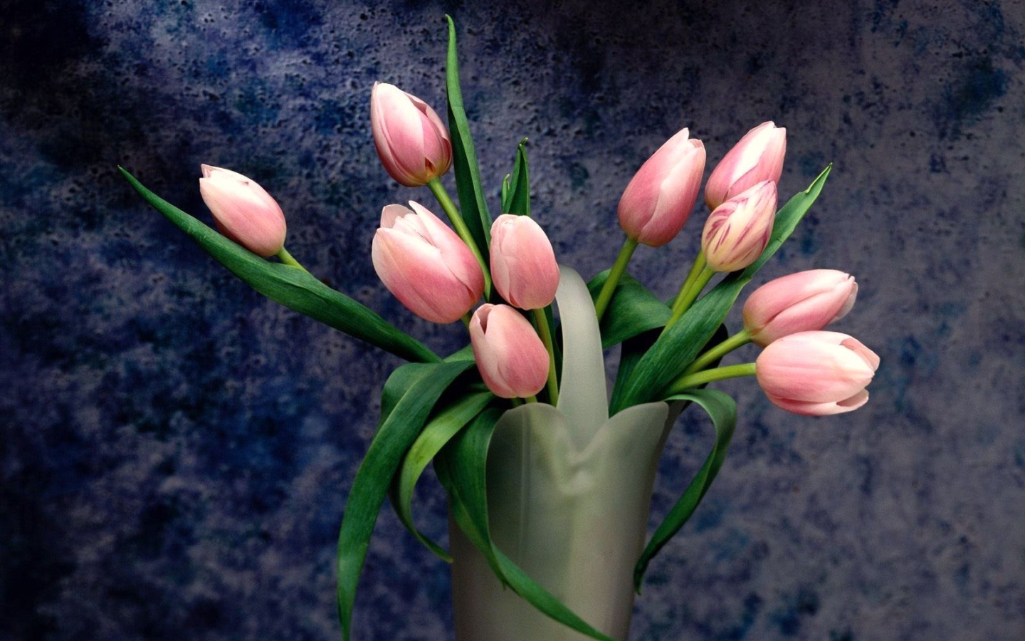 32727 descargar fondo de pantalla tulipanes, plantas, flores: protectores de pantalla e imágenes gratis