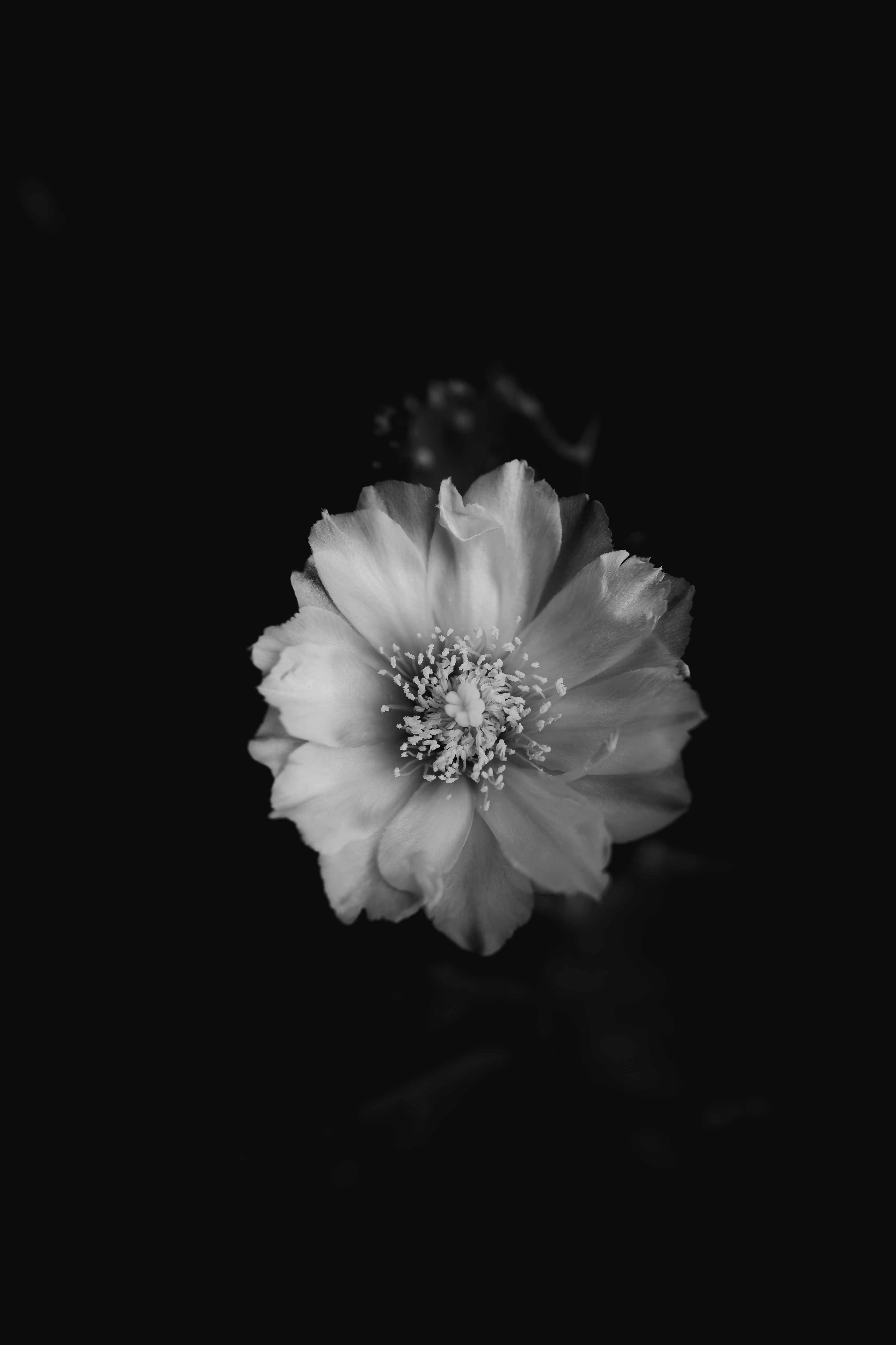 Download mobile wallpaper Bud, Petals, Chb, Flowers, Bw, Flower for free.
