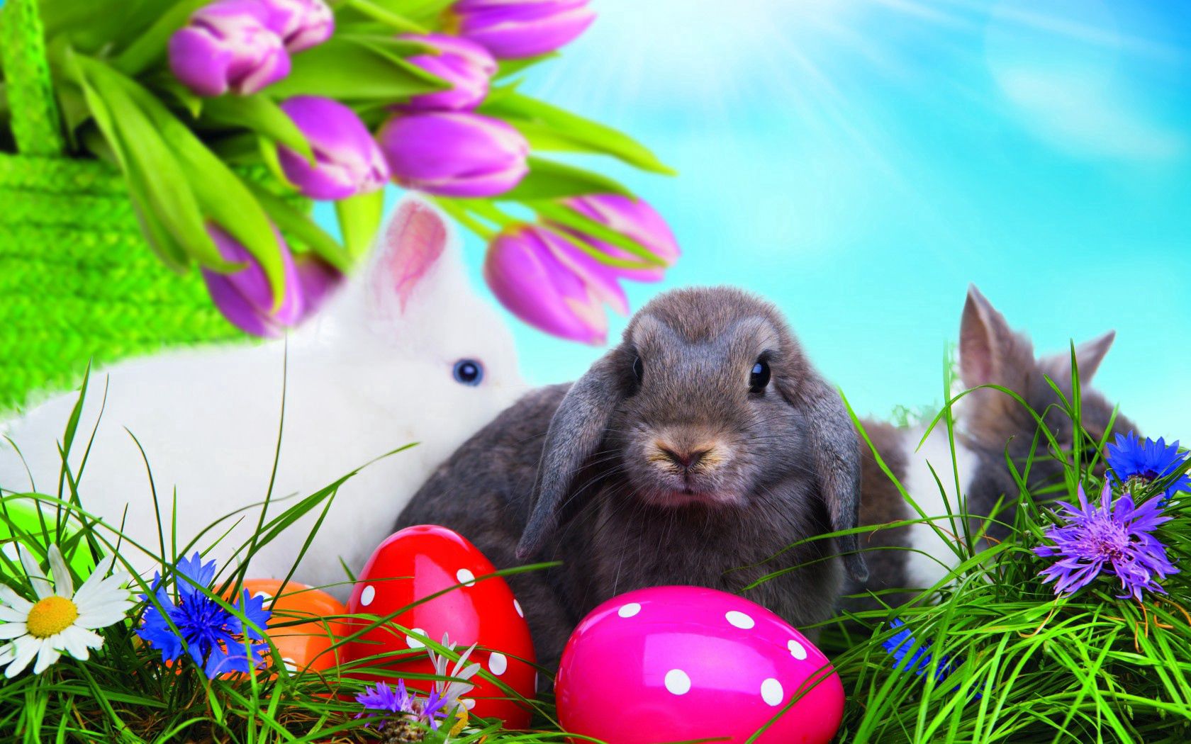 60587 Hintergrundbild herunterladen ostern, kaninchen, eggs, feiertage, grass, mehrfarbig, bunten - Bildschirmschoner und Bilder kostenlos