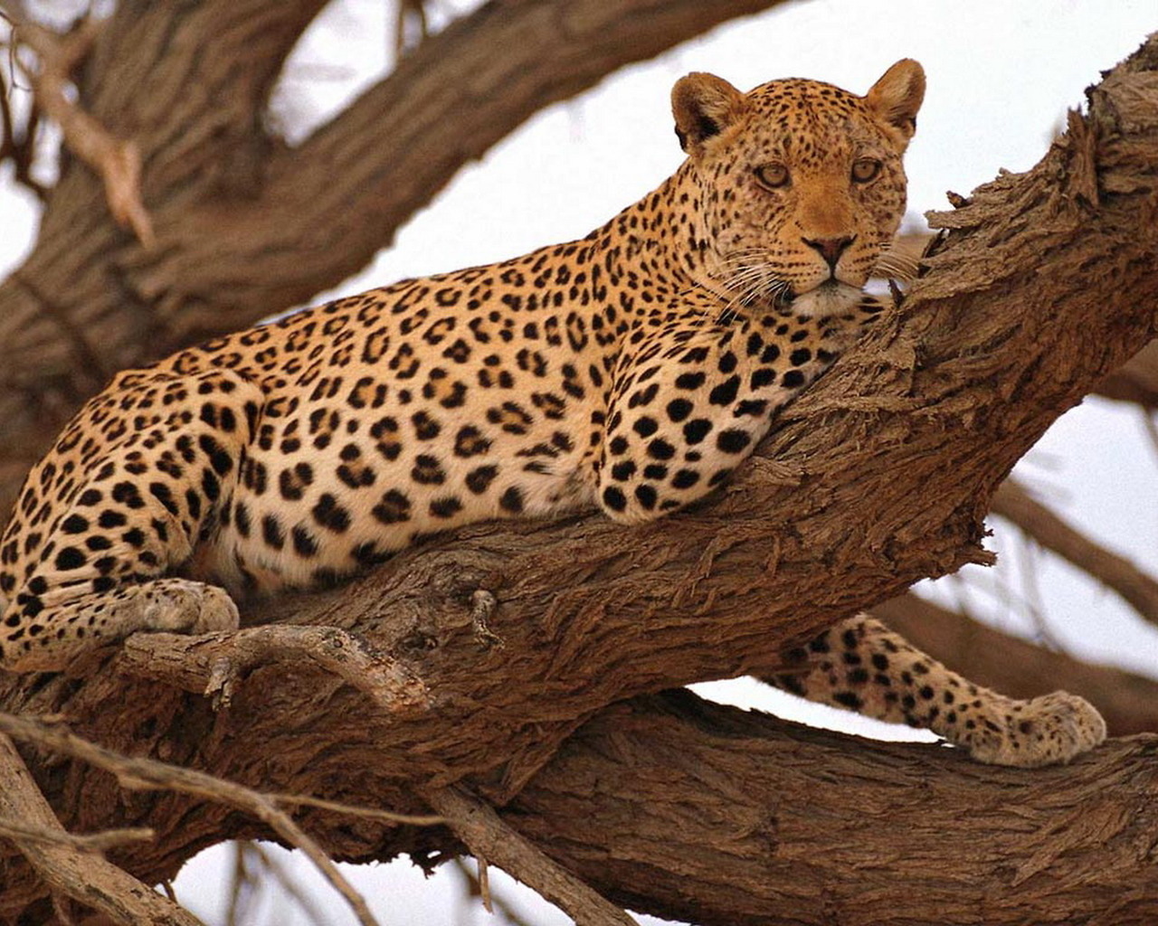 9994 Hintergrundbild herunterladen tiere, leopards, orange - Bildschirmschoner und Bilder kostenlos