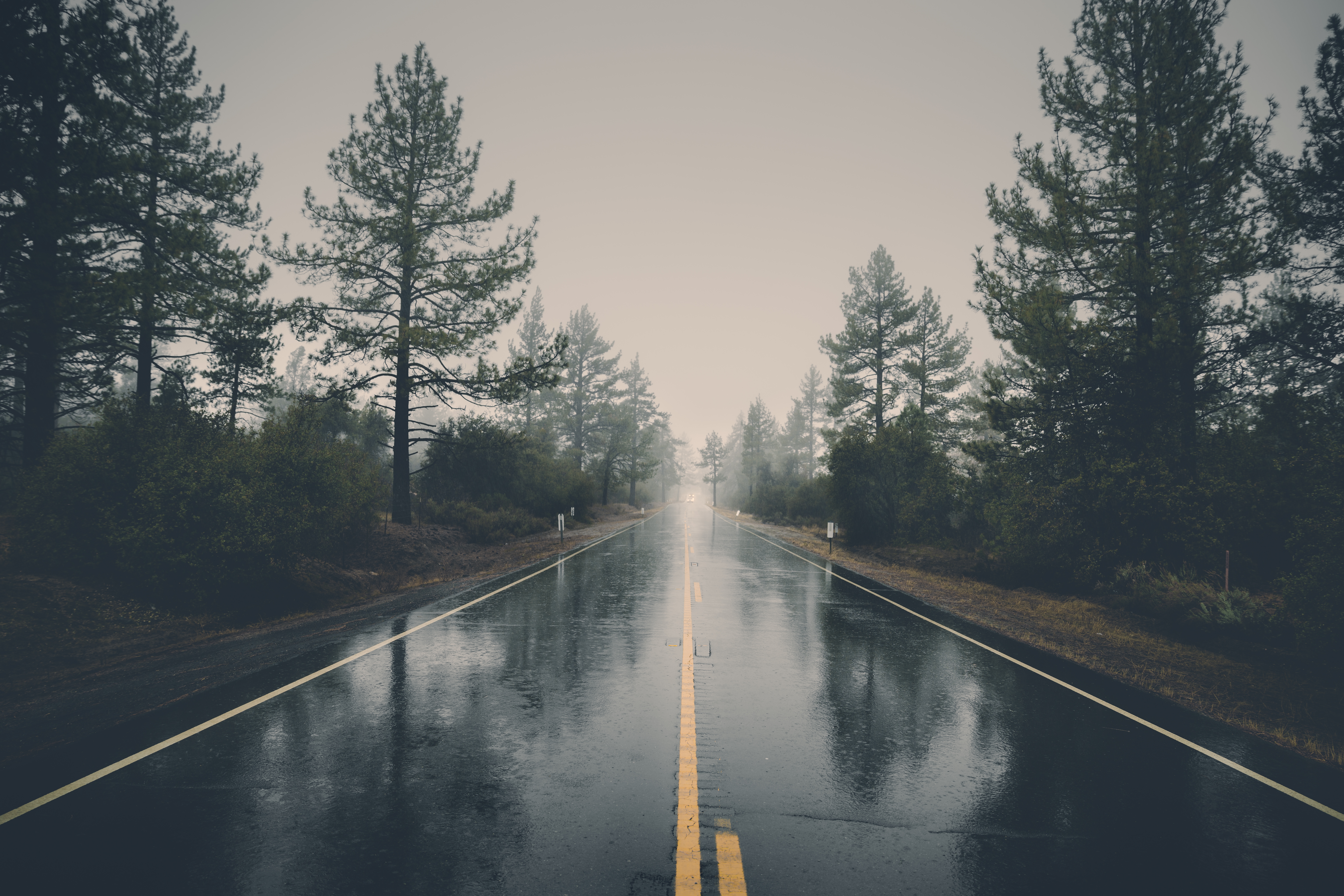 rain, road, wet, nature, trees, bush, asphalt
