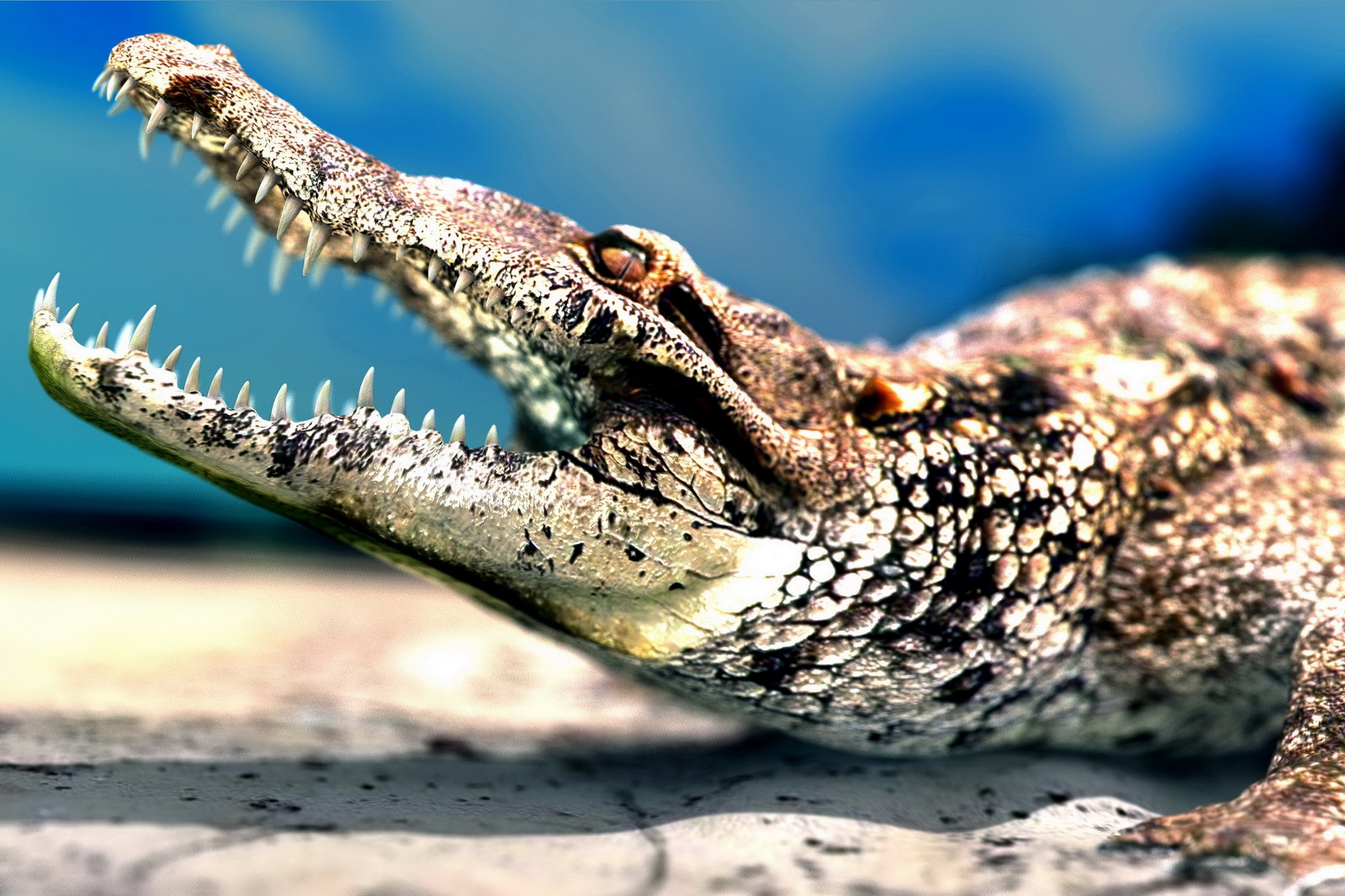 Free download wallpaper Animals, Grin, Muzzle, Predator, Teeth, Crocodile on your PC desktop