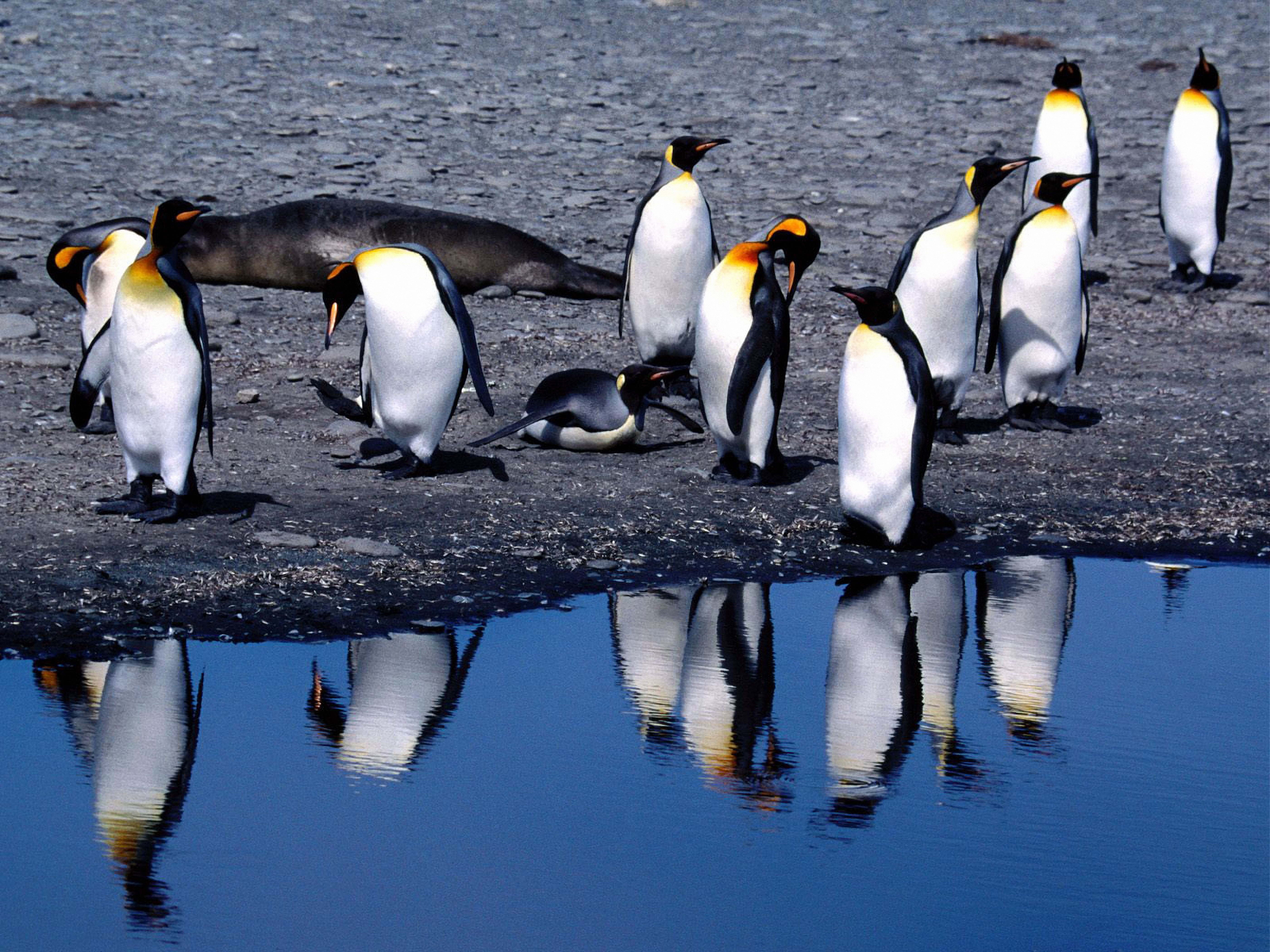 Laden Sie das Auftauen, Tauwetter, Pinguins, Tiere, Sommer-Bild kostenlos auf Ihren PC-Desktop herunter