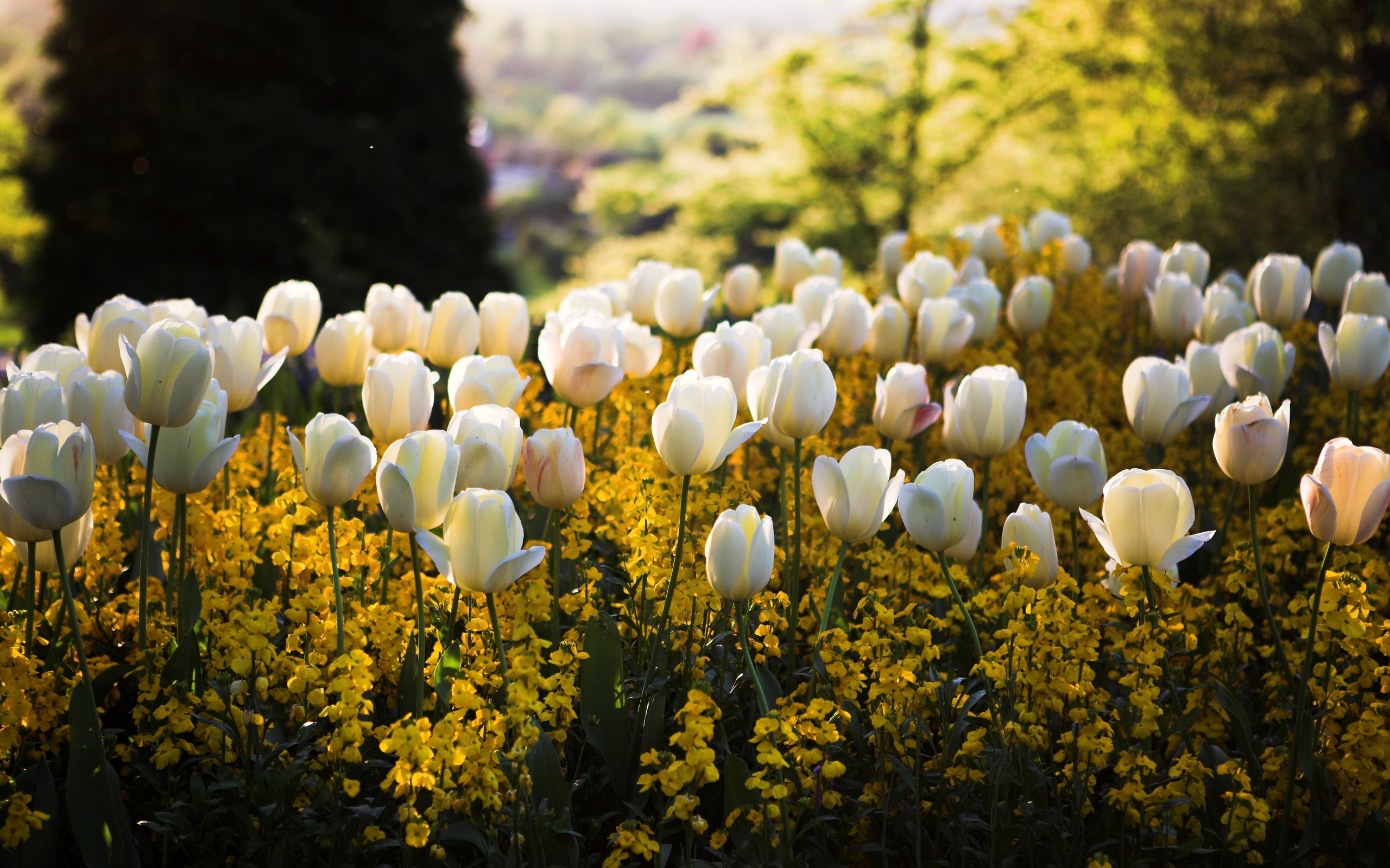 Download mobile wallpaper Tulip, White Flower, Flowers, Flower, Earth for free.