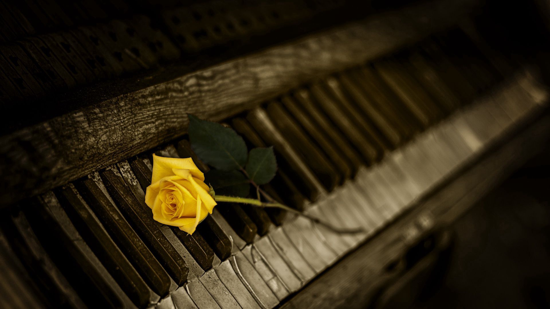 Laden Sie das Schlüssel, Rose, Blumen, Klavier-Bild kostenlos auf Ihren PC-Desktop herunter