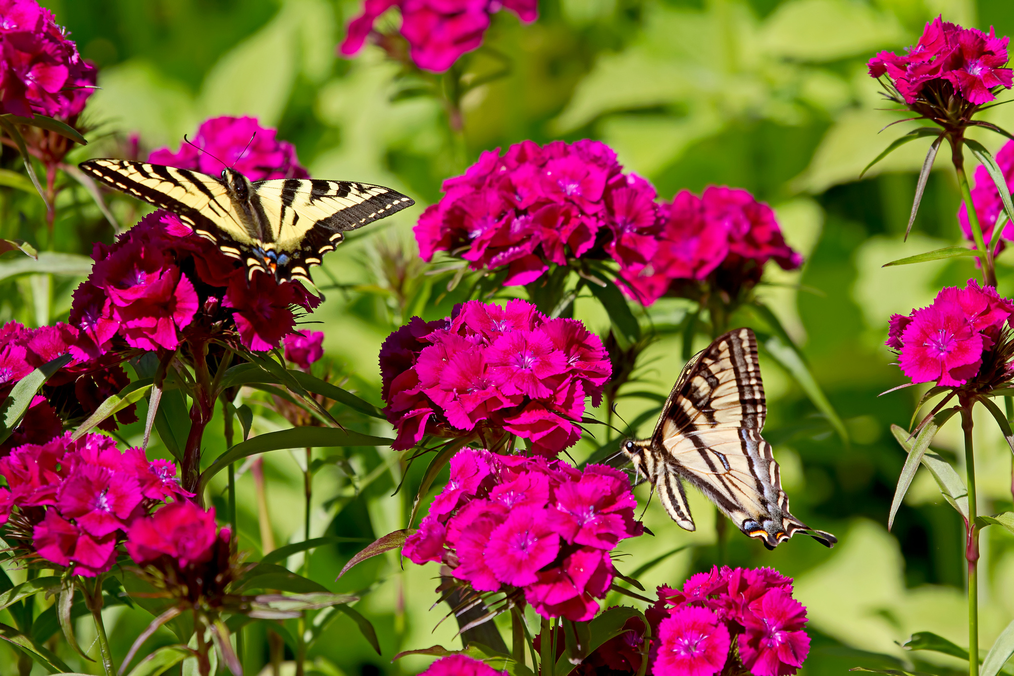 567248 descargar fondo de pantalla animales, mariposa, clavel, flor: protectores de pantalla e imágenes gratis