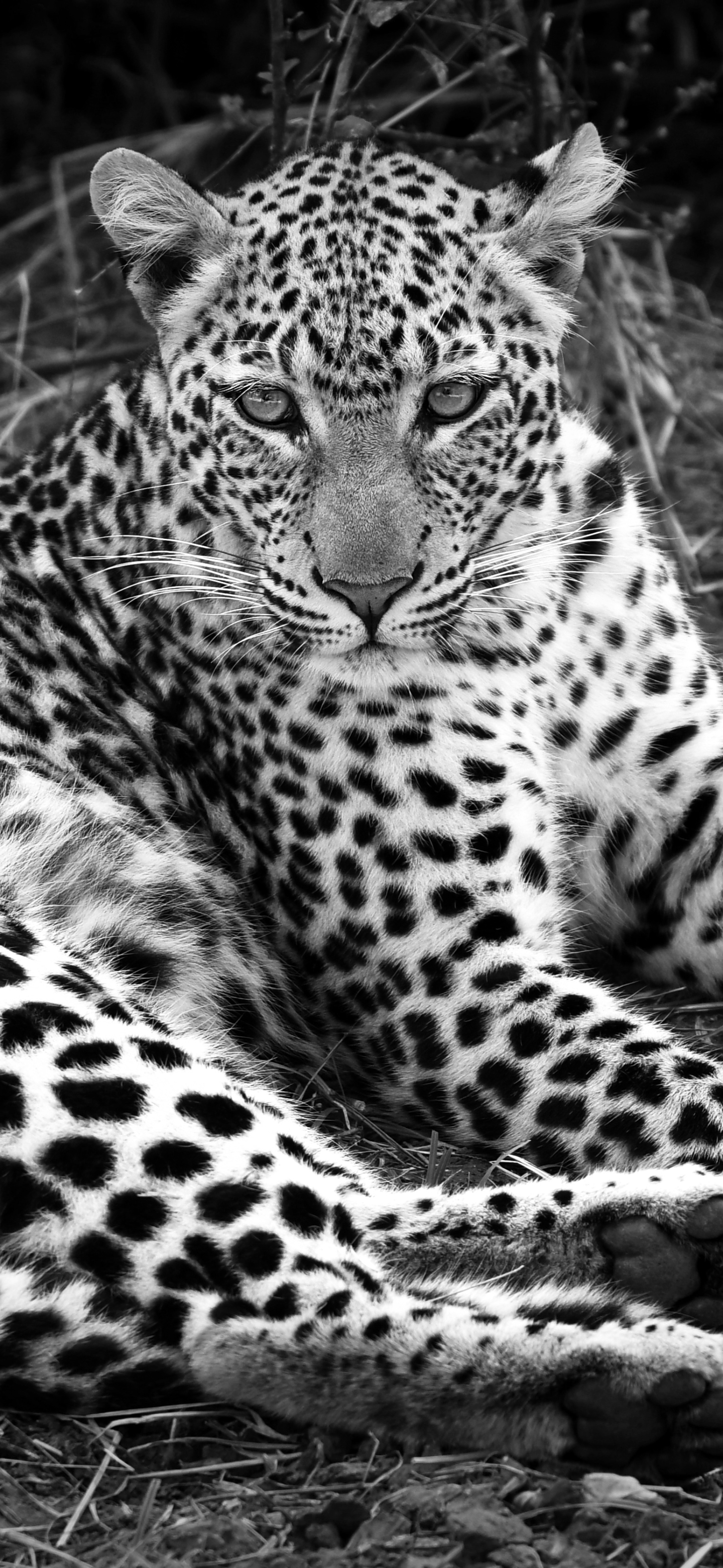 Download Leopard wallpapers for mobile phone, free Leopard HD