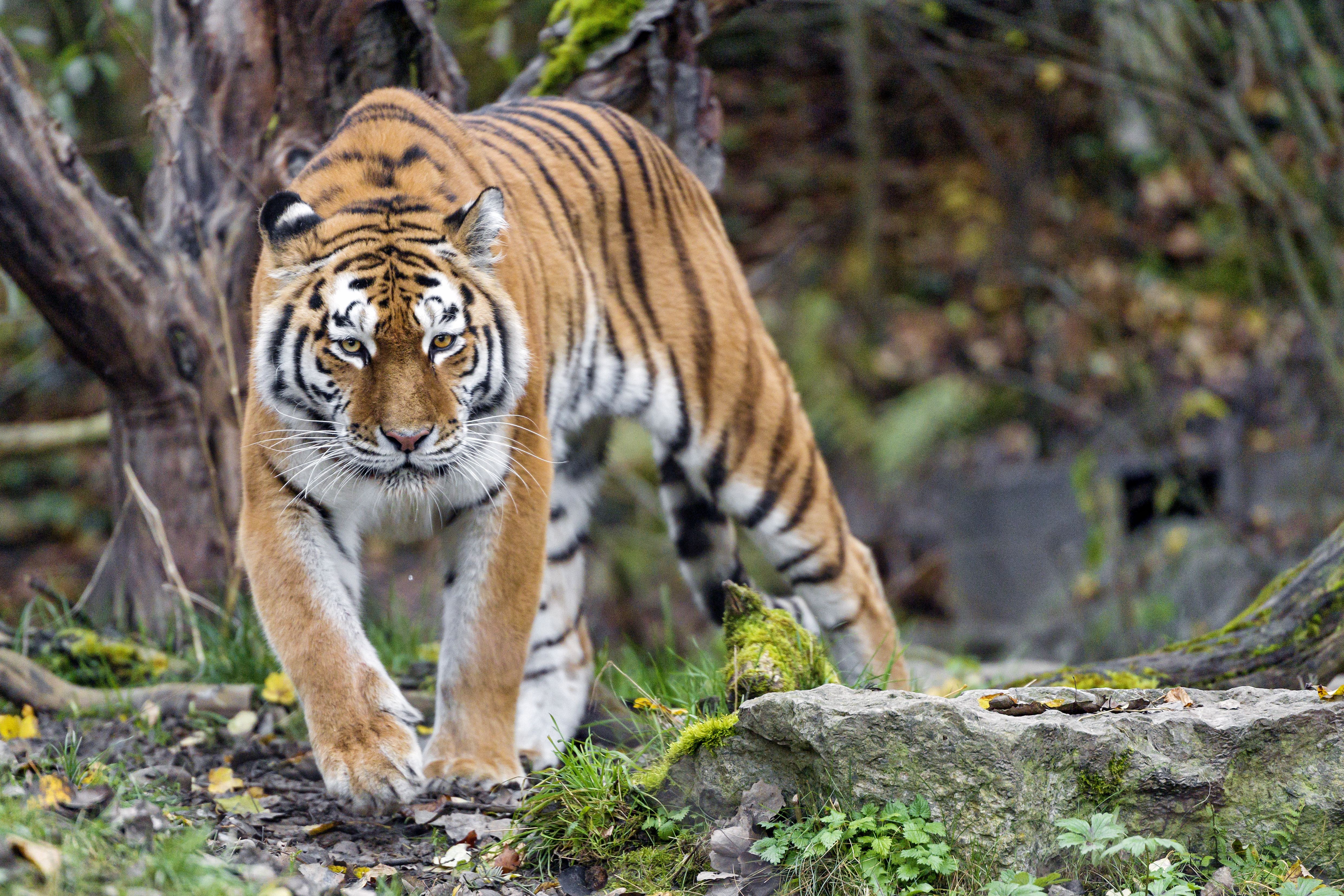 Download mobile wallpaper Sight, Opinion, Animals, Animal, Predator, Tiger for free.