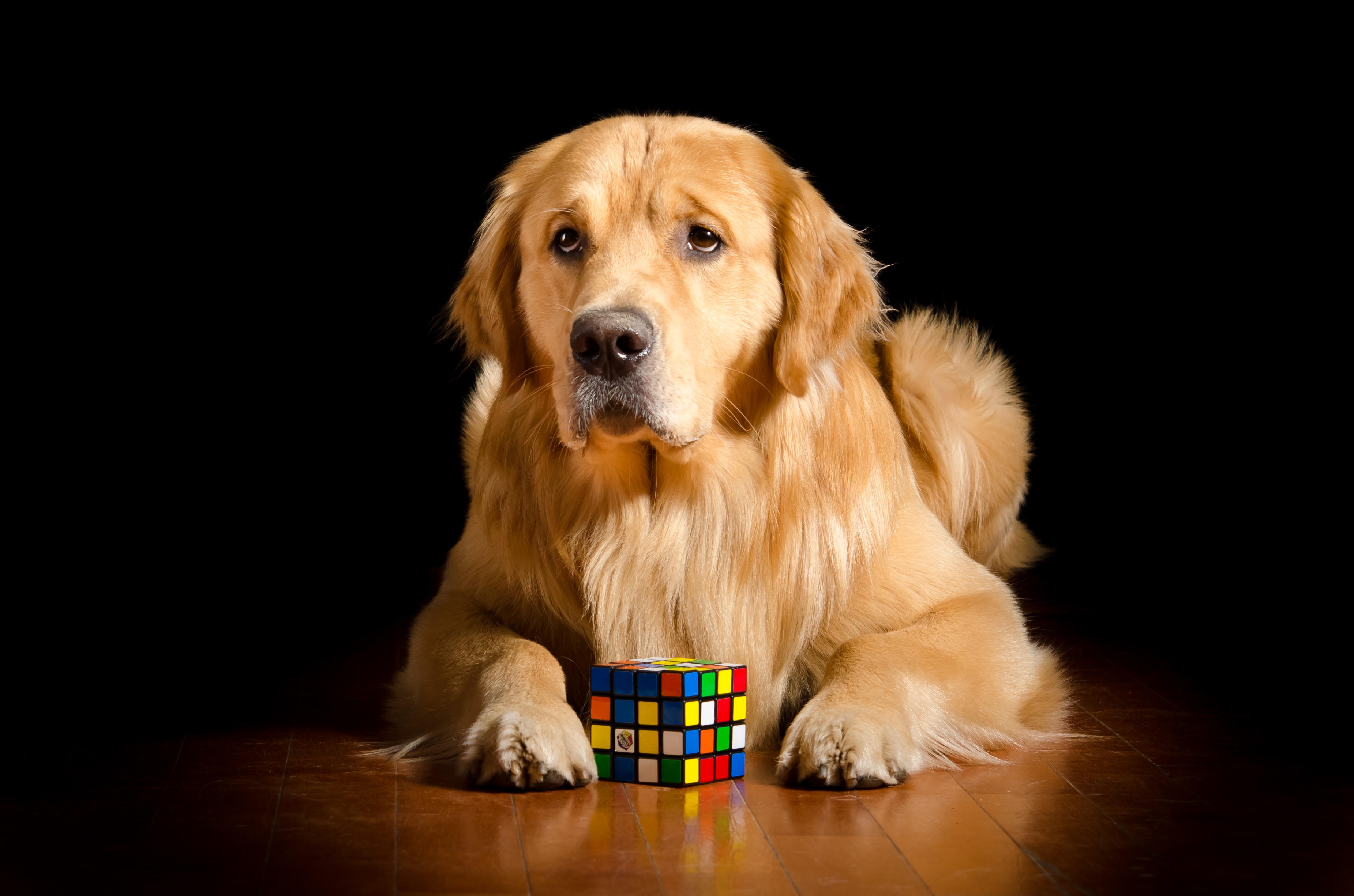 482618 завантажити шпалери тварина, золотистий ретривер, пес, кубик рубика, собаки - заставки і картинки безкоштовно