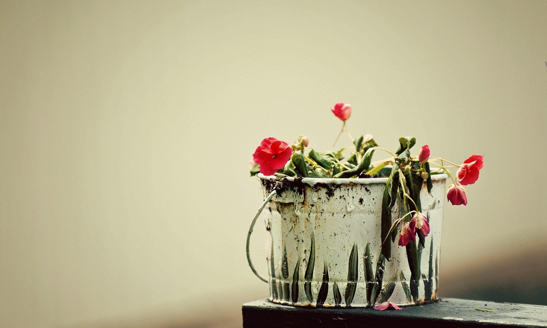 flowers, bucket, drooped, poikli